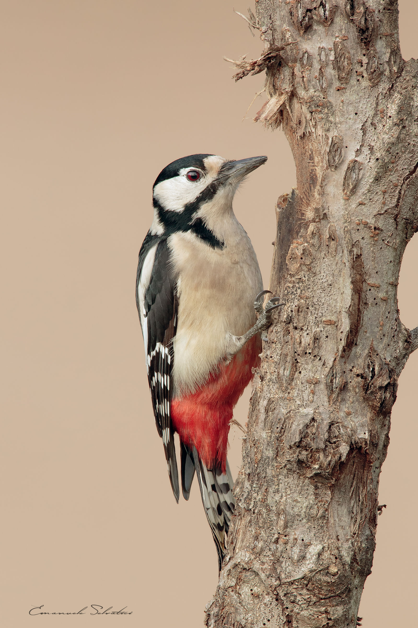 Great spotted woodpecker