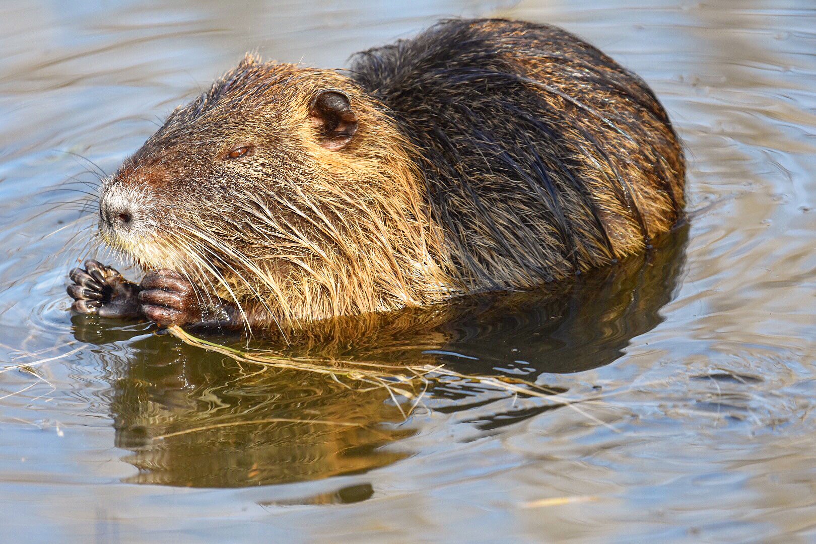 Nutria