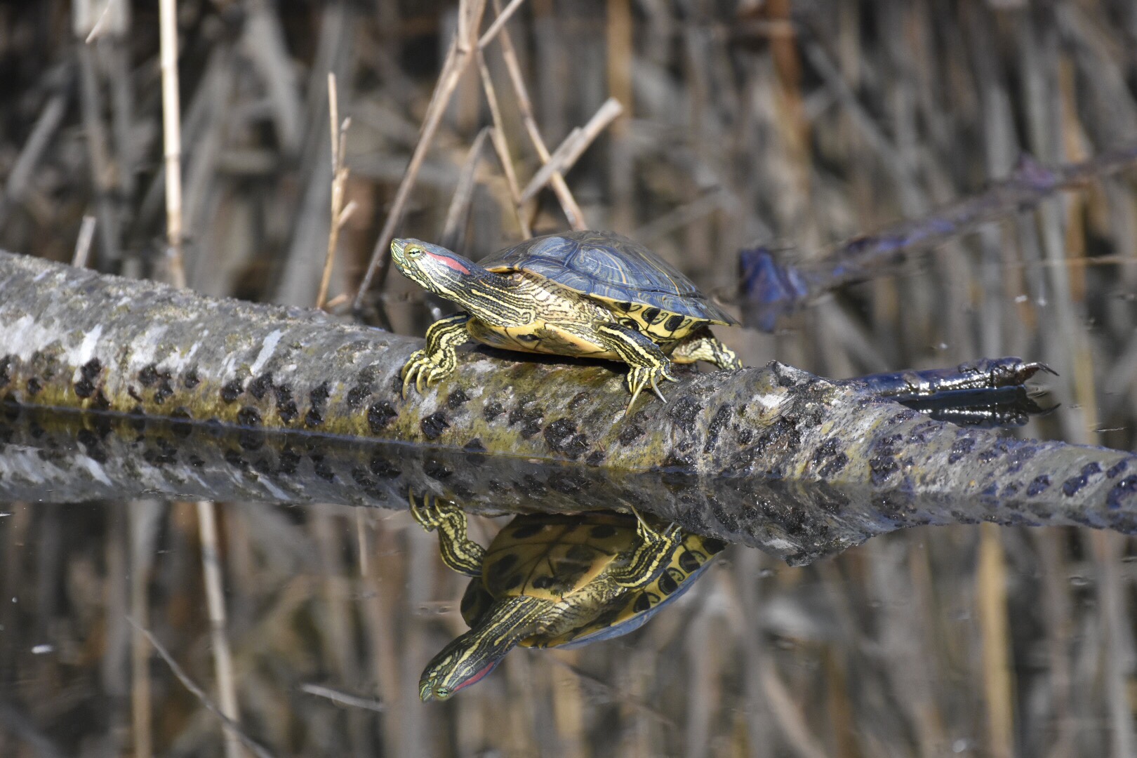 Specchio delle mie brame