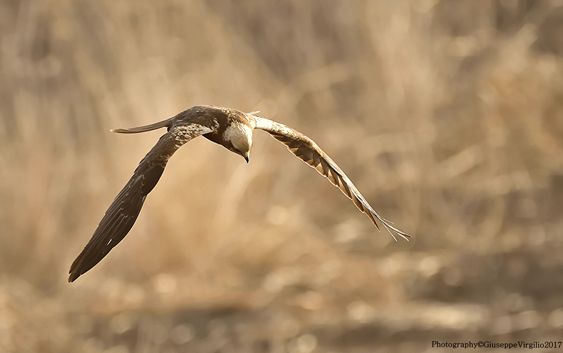 Falco di Palude (Viddalba Prov. SS) 2017