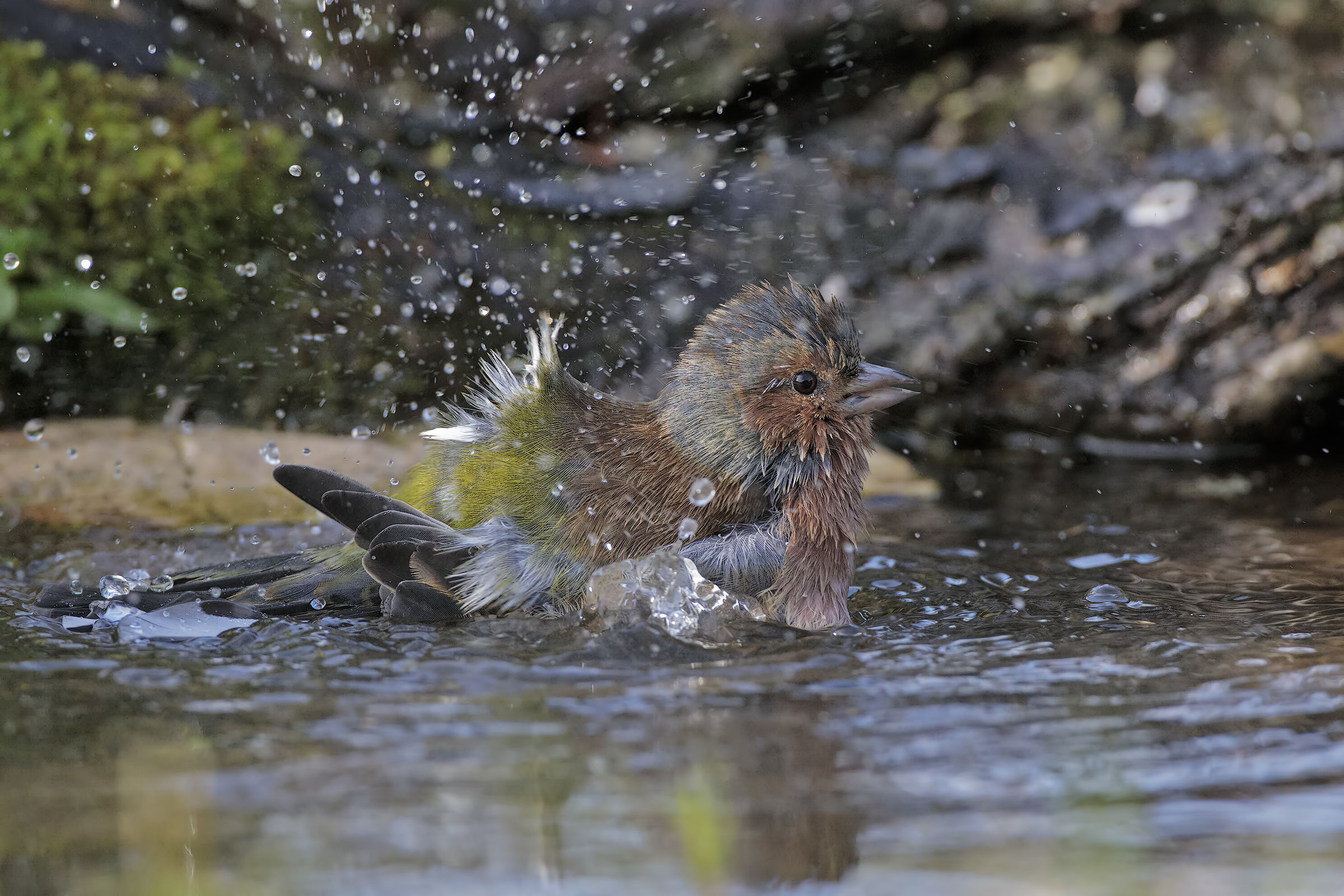 The bath of the Fringuello
