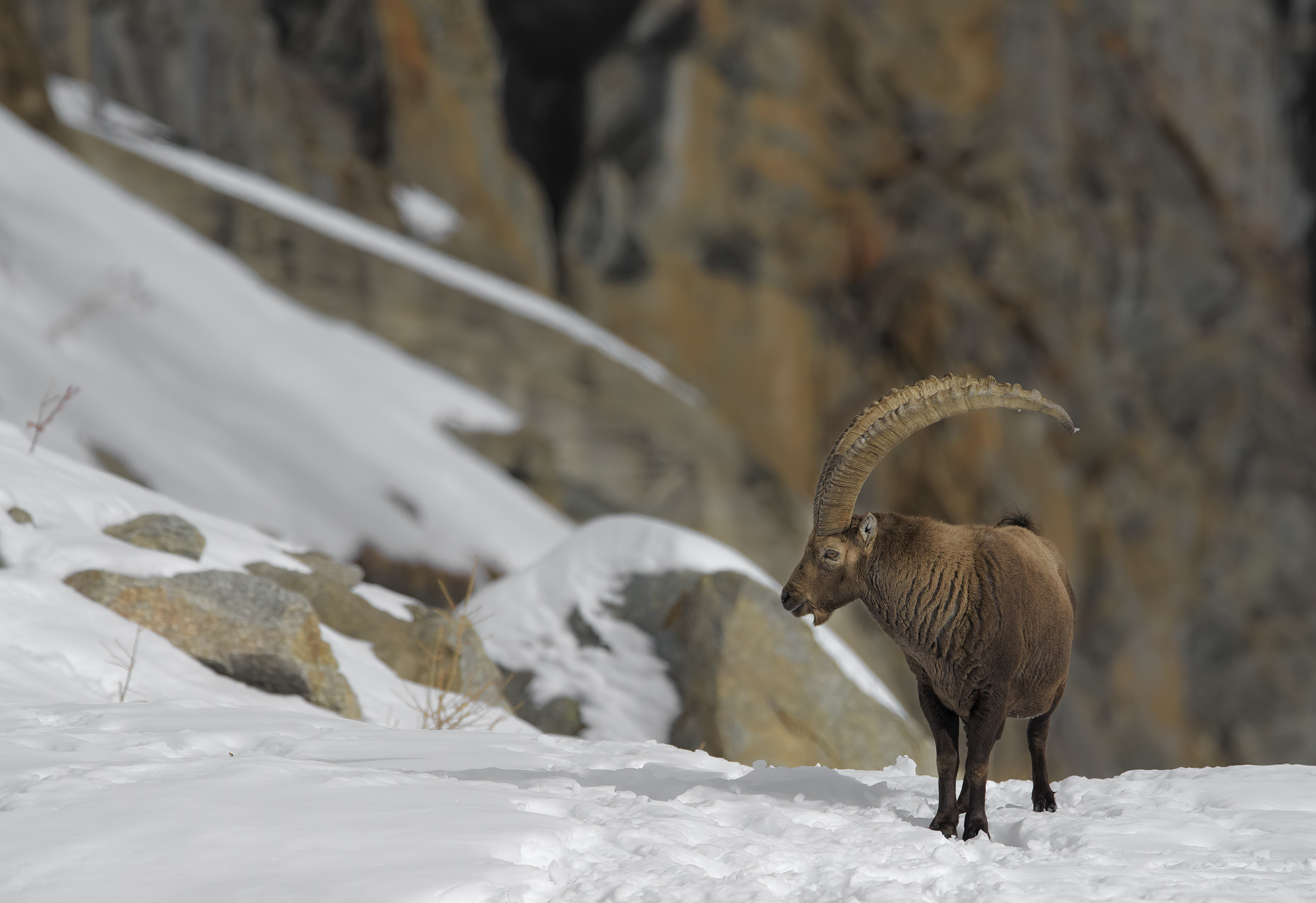 Il Regno dello Stambecco