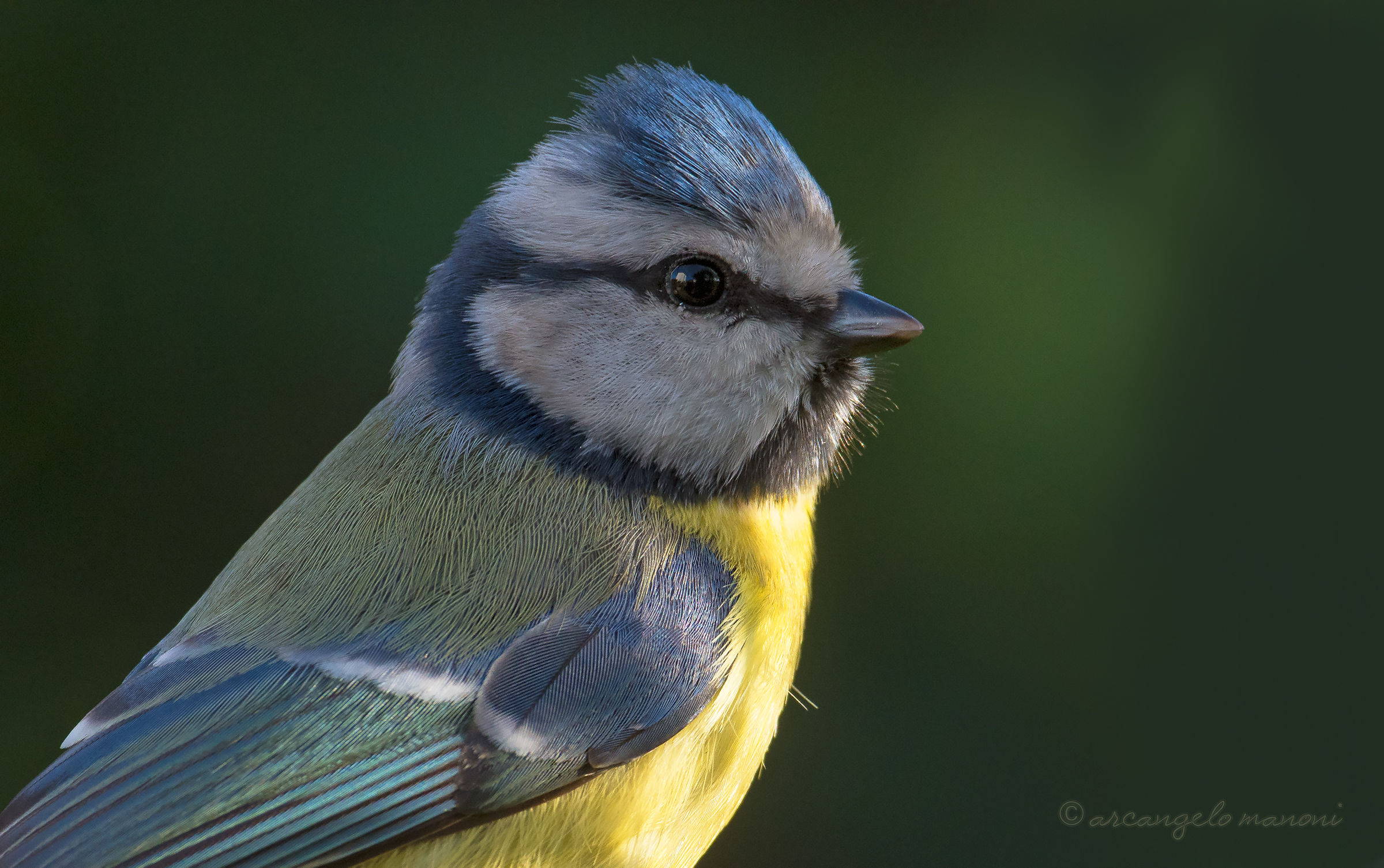 Close up of the blue tit
