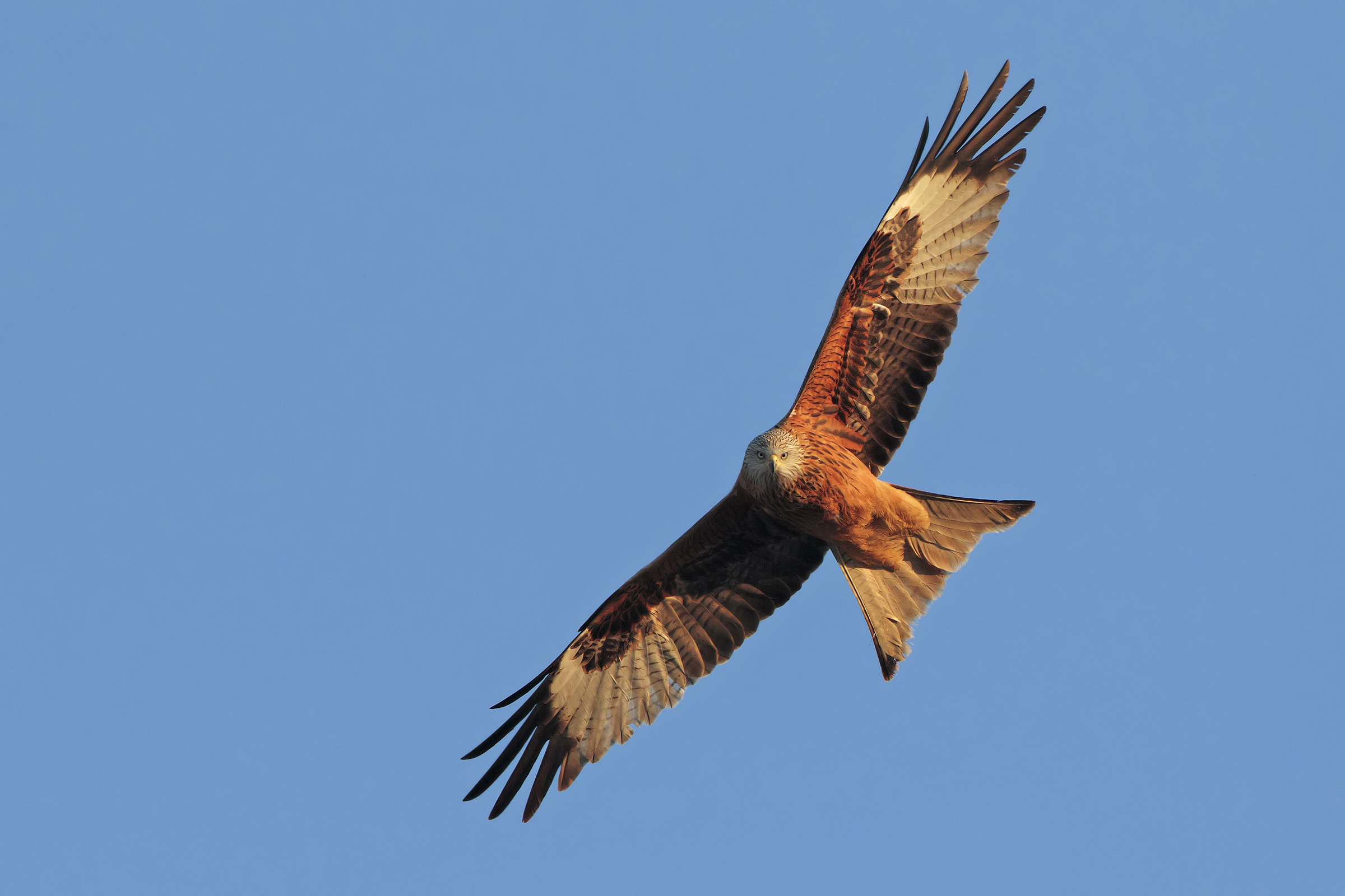Red kite