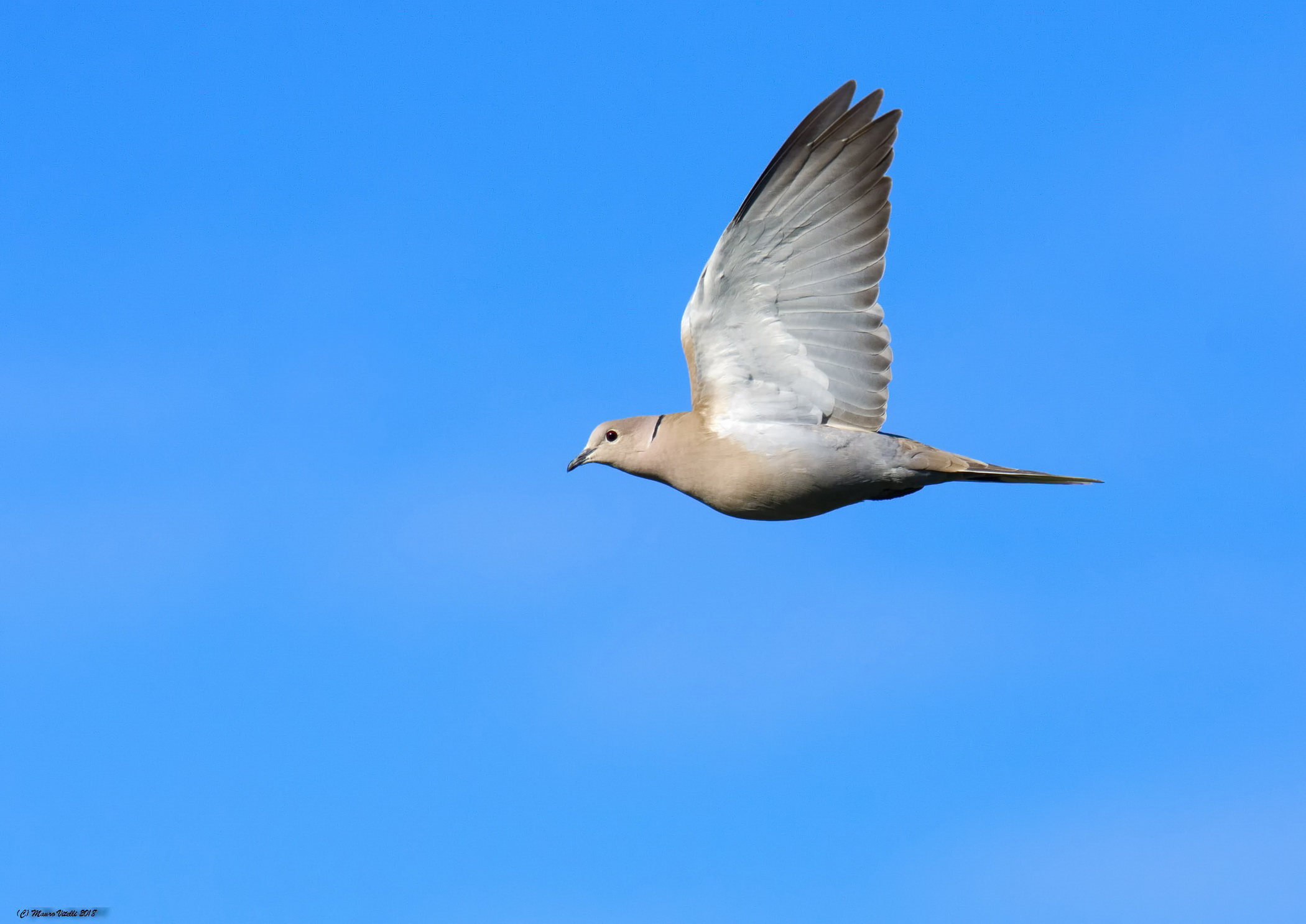 Tortora dal collare (Streptopelia decaocto)