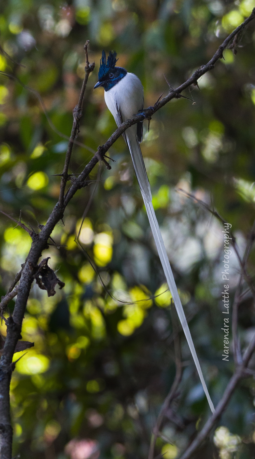 Asian Paradise Flycatcher (Male)