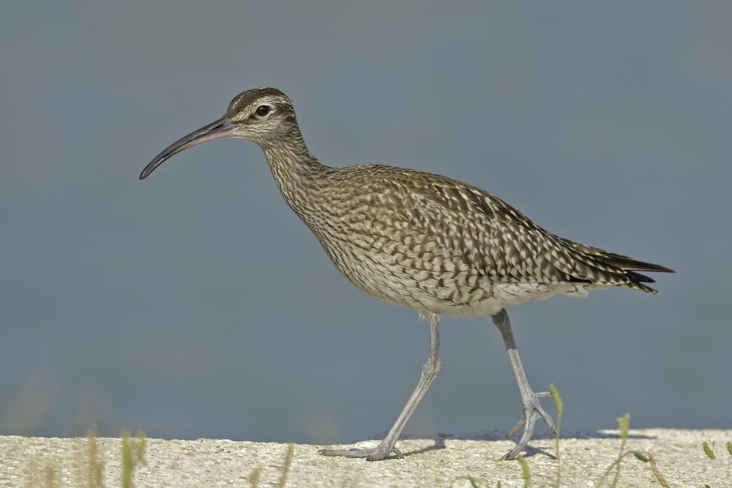 Little curlew (Numenius phaeopus)