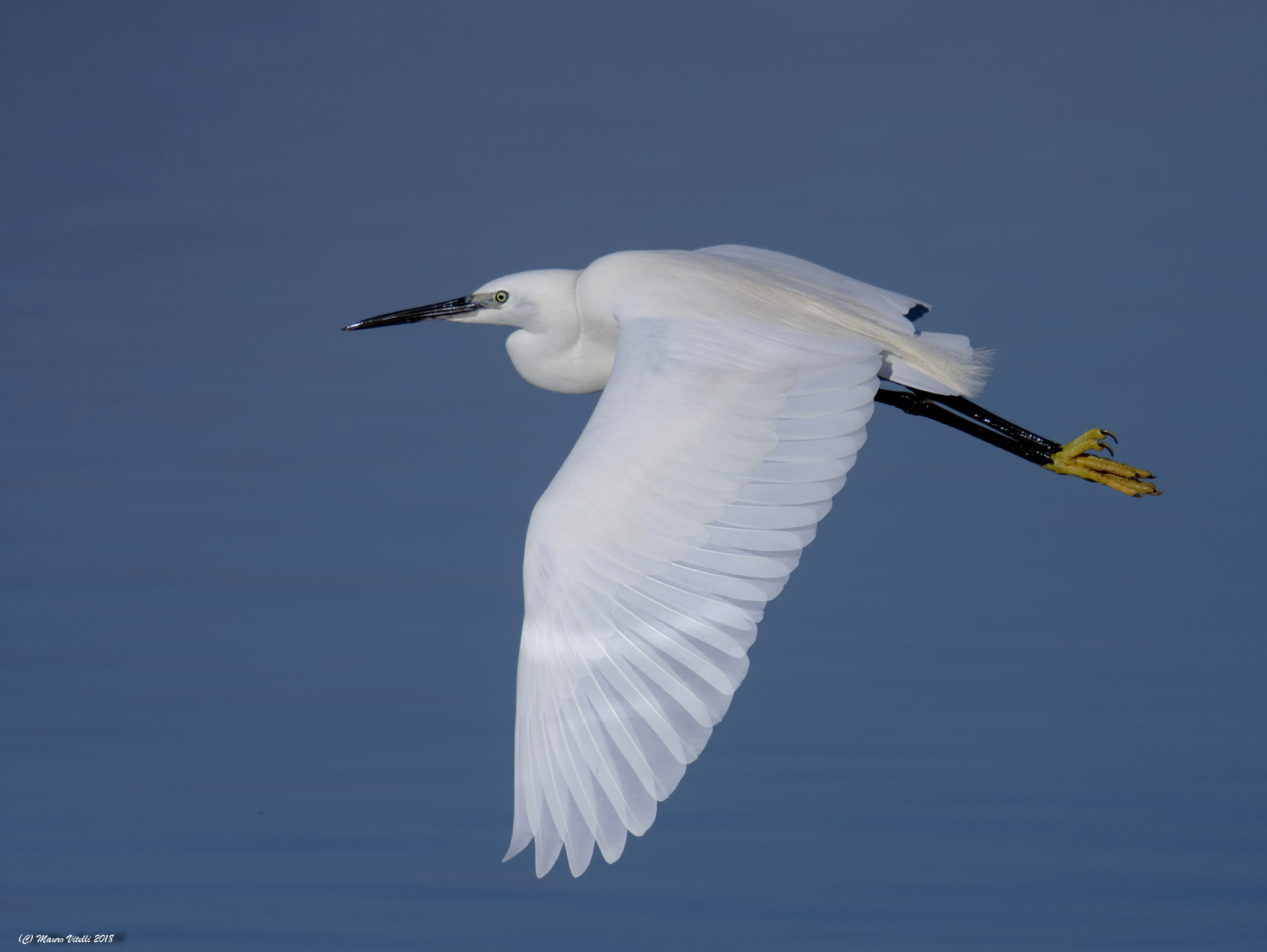 La candida Garzetta...