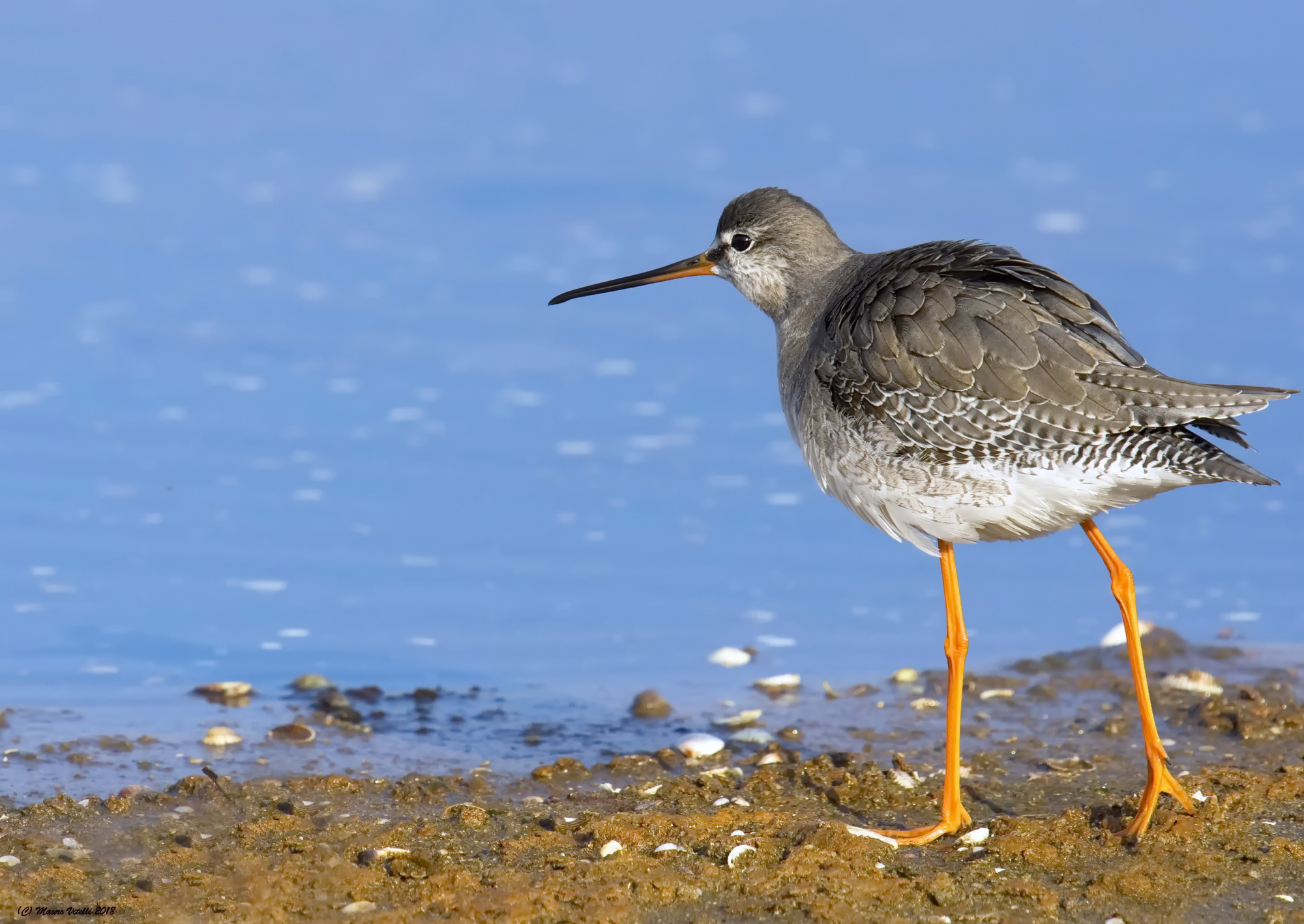 Totano Moro (Tringa erythropus)