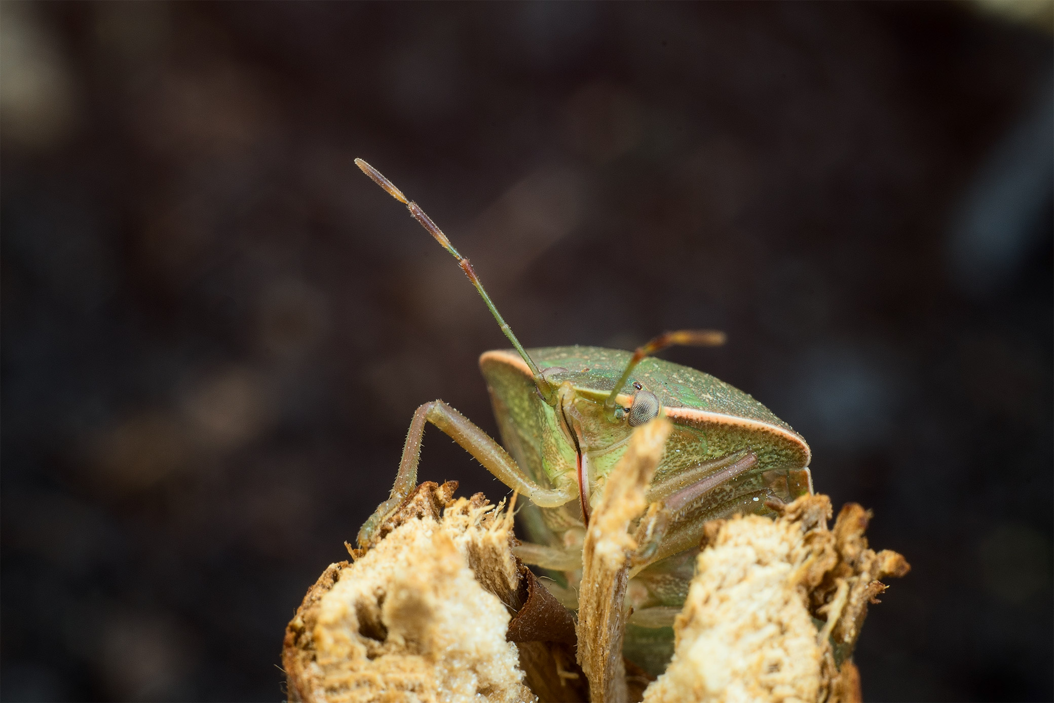 They will conquer the world