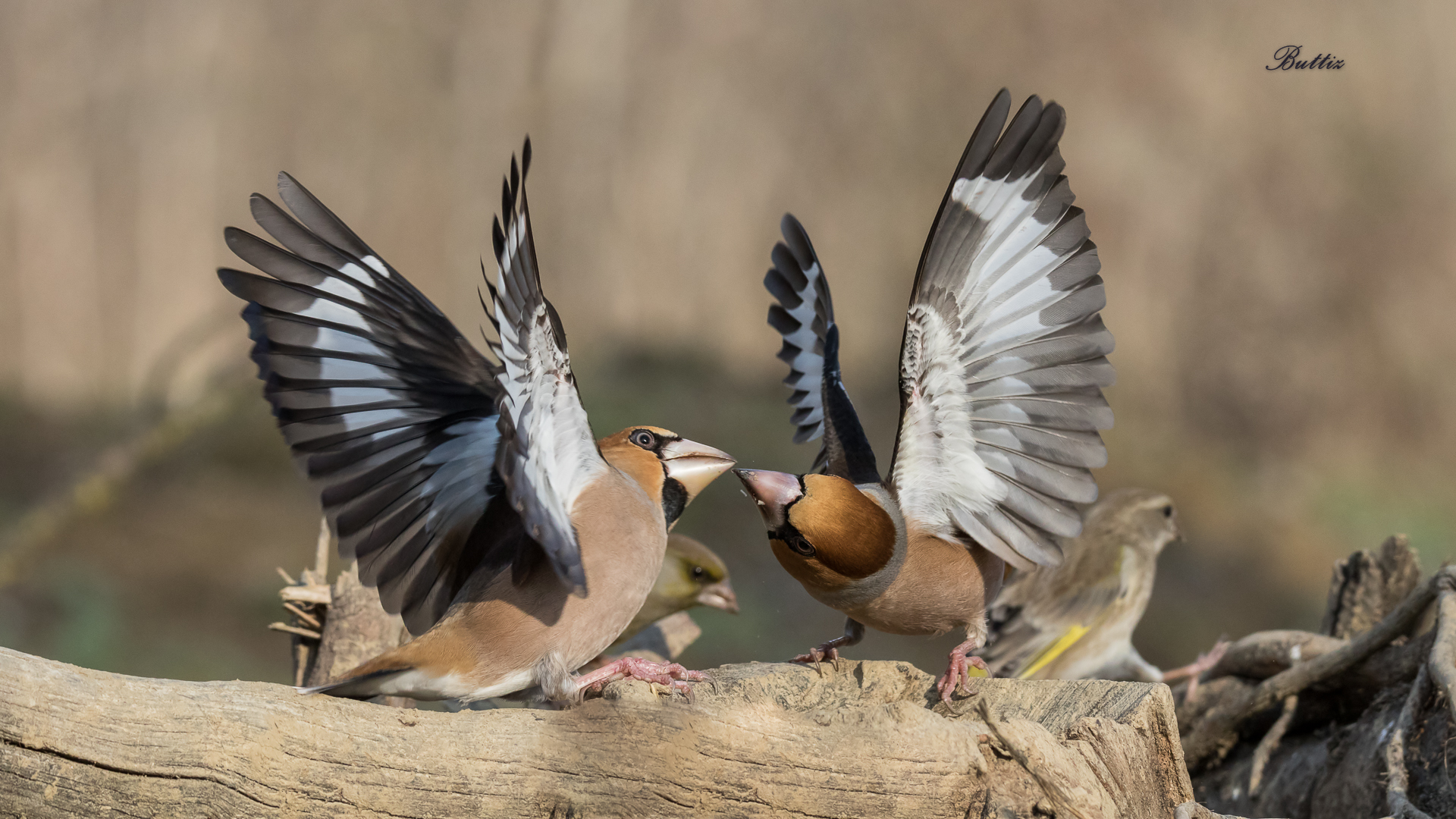 Quarrelsome quarrels