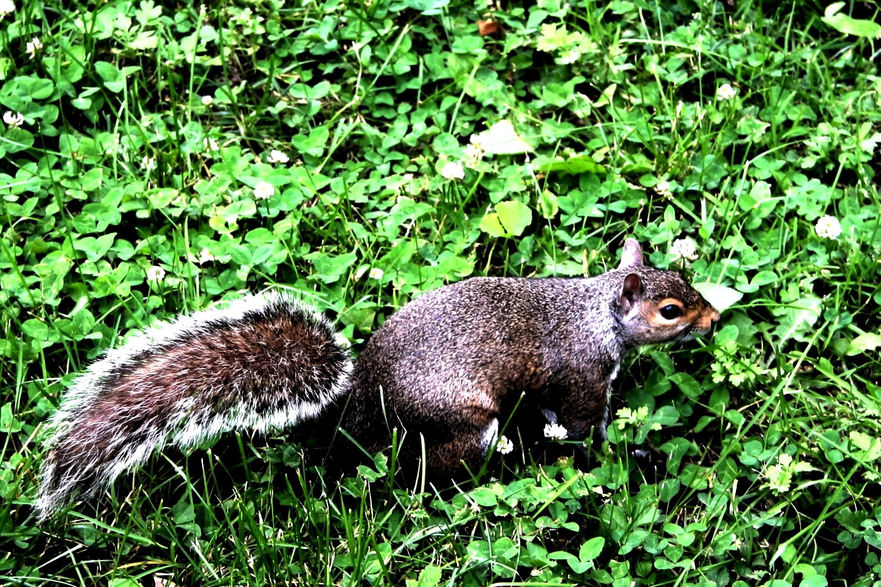 The squirrel is jumping