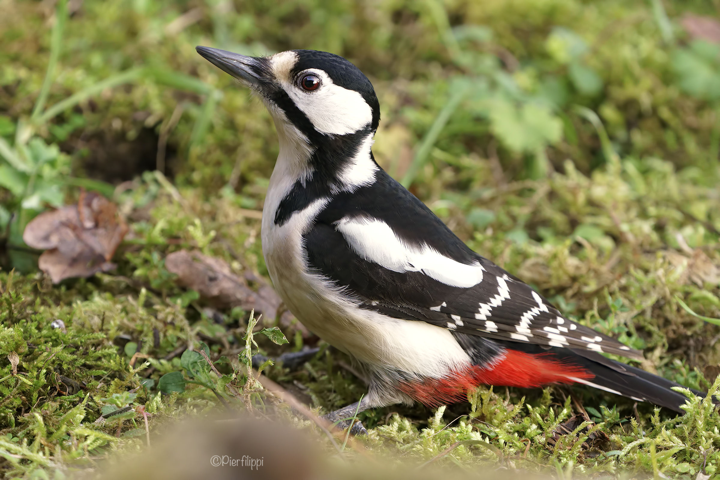 Picchio Rosso Maggiore