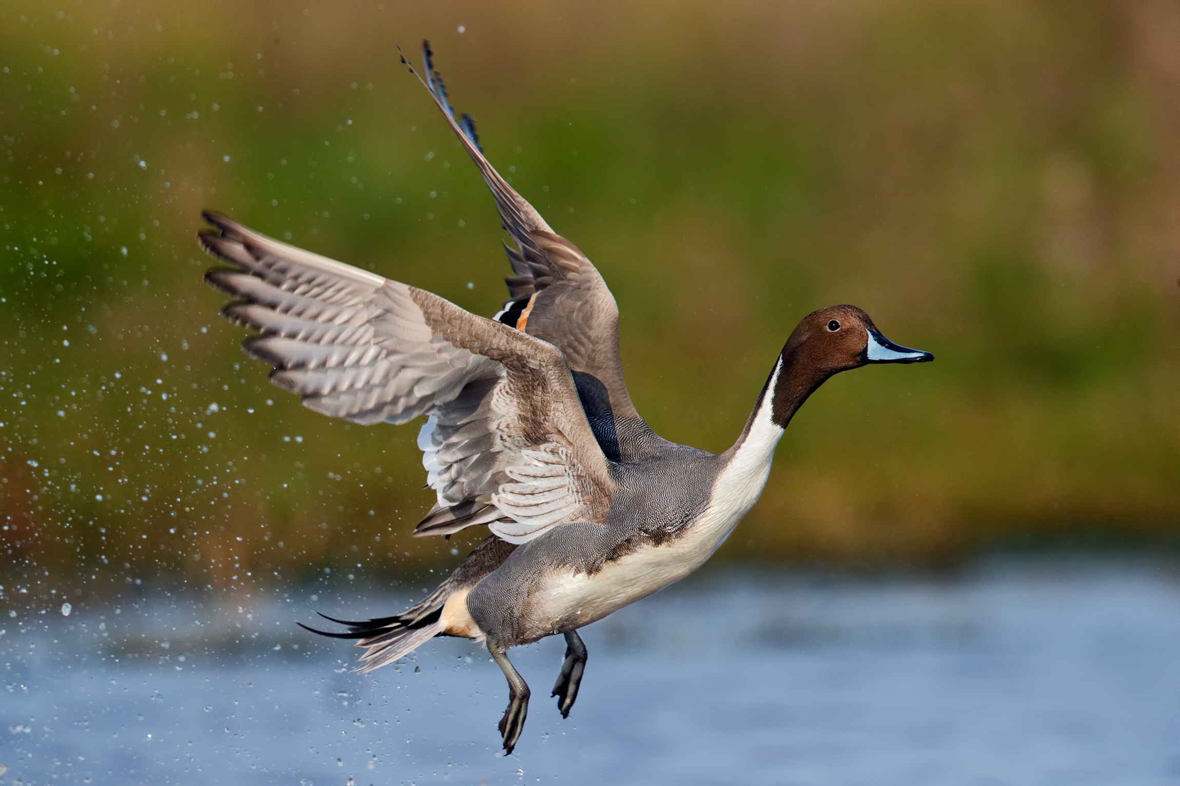 The detachment of the codon