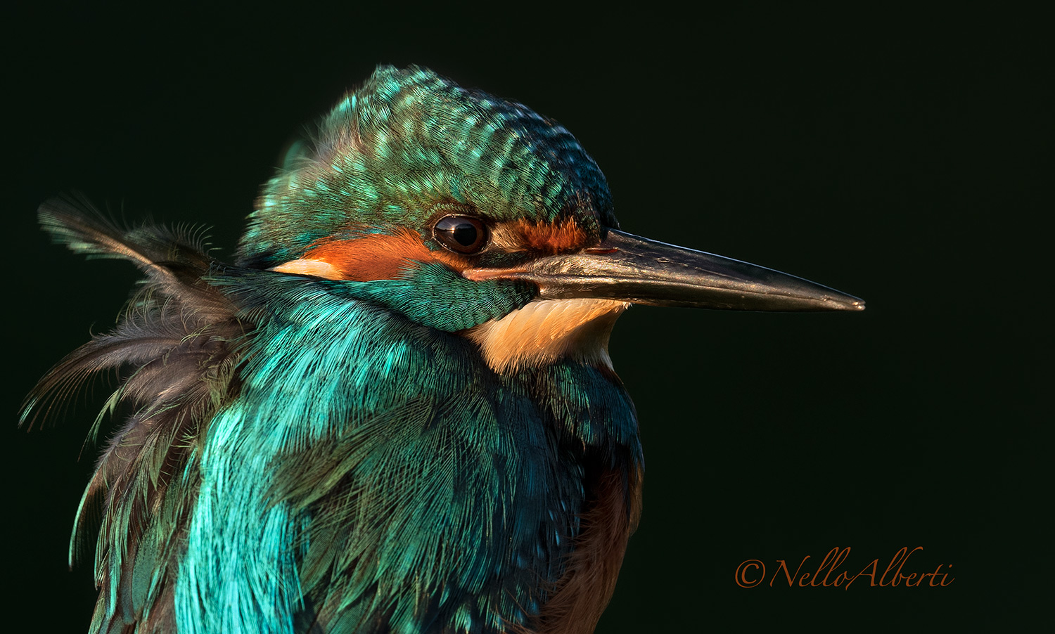 particolare di un martino intero al tramonto