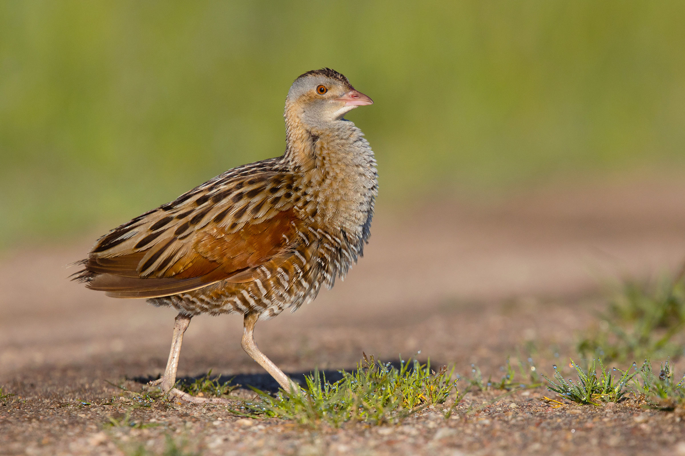 Corncrake (Crex Crex)