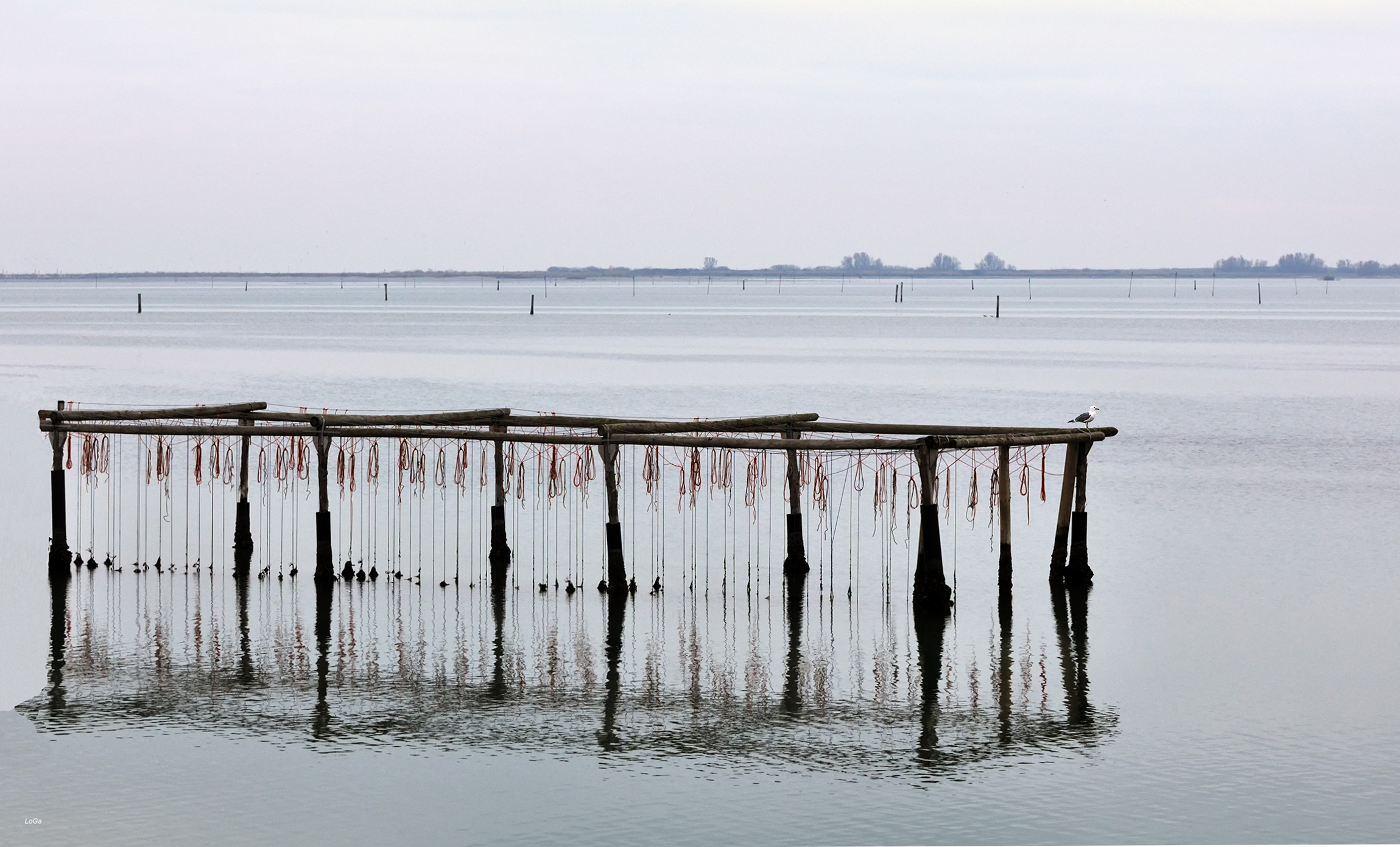 Fishing for mussels in winter