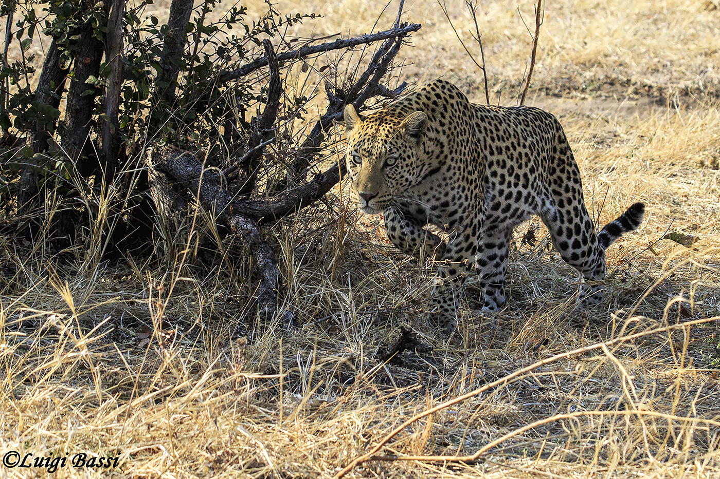 Leopard lurking