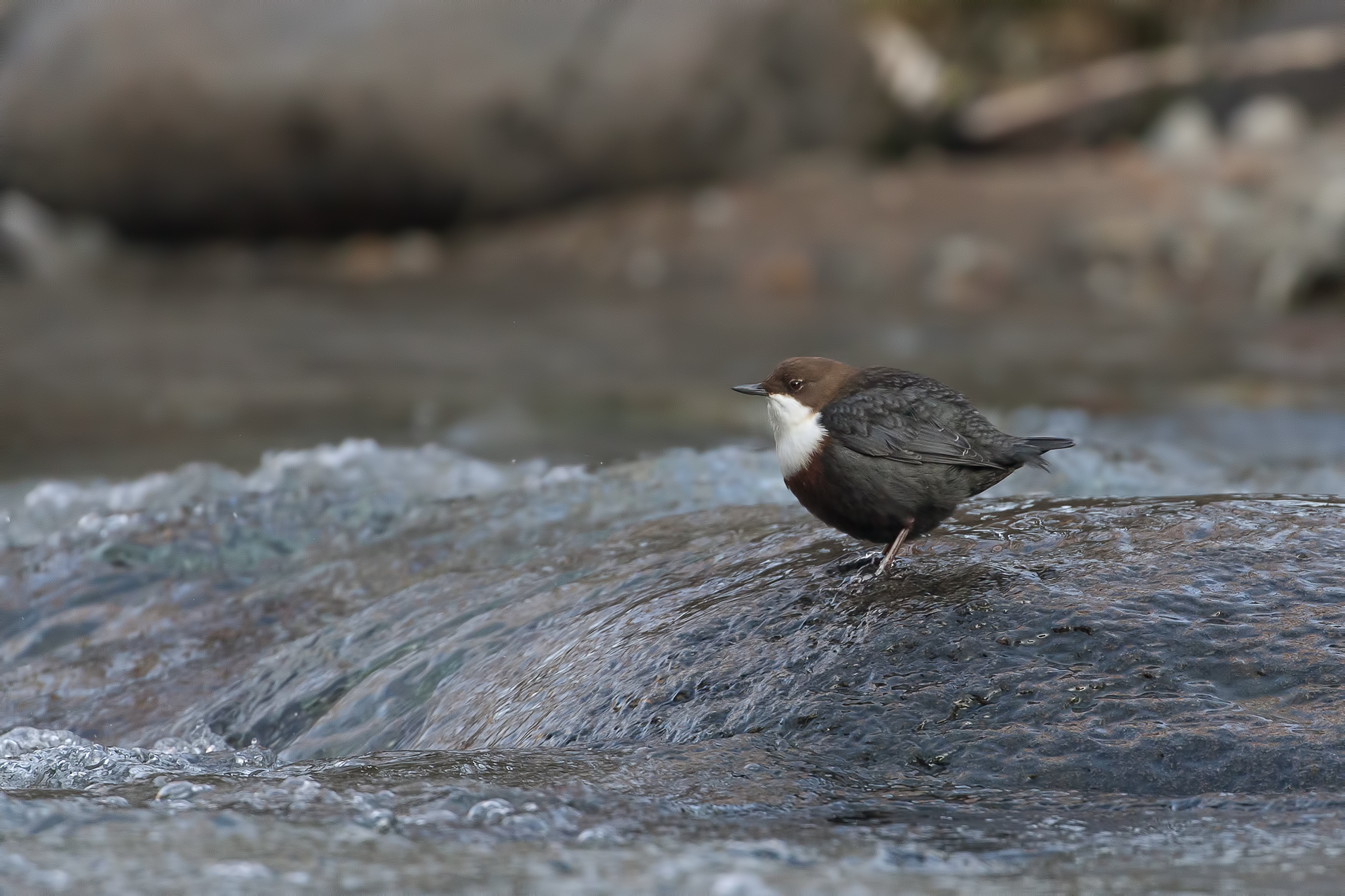 Dipper