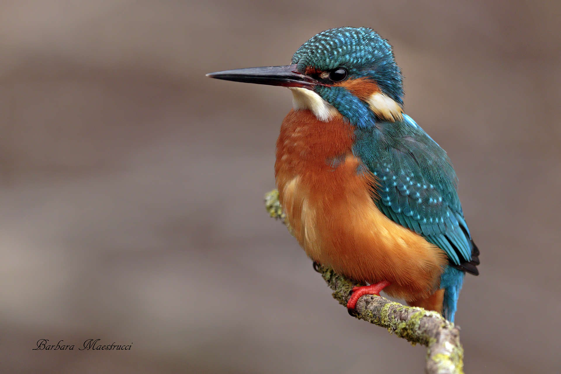 Kingfisher