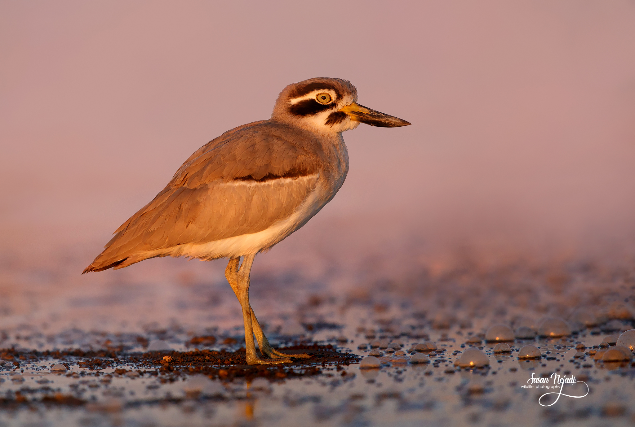 Grande pietra-chiurlo