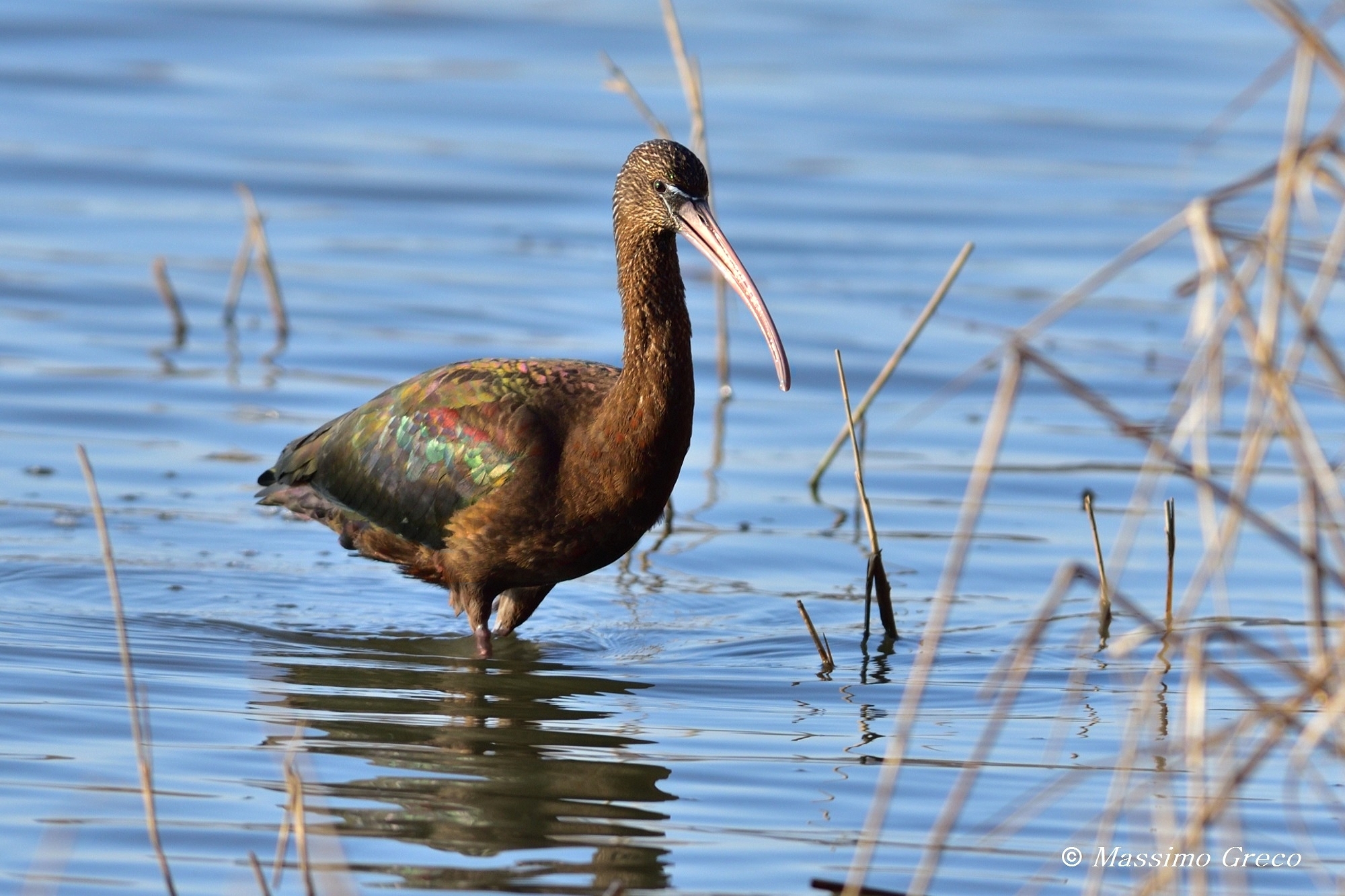 Mignattaio (Plegadis falcinellus)