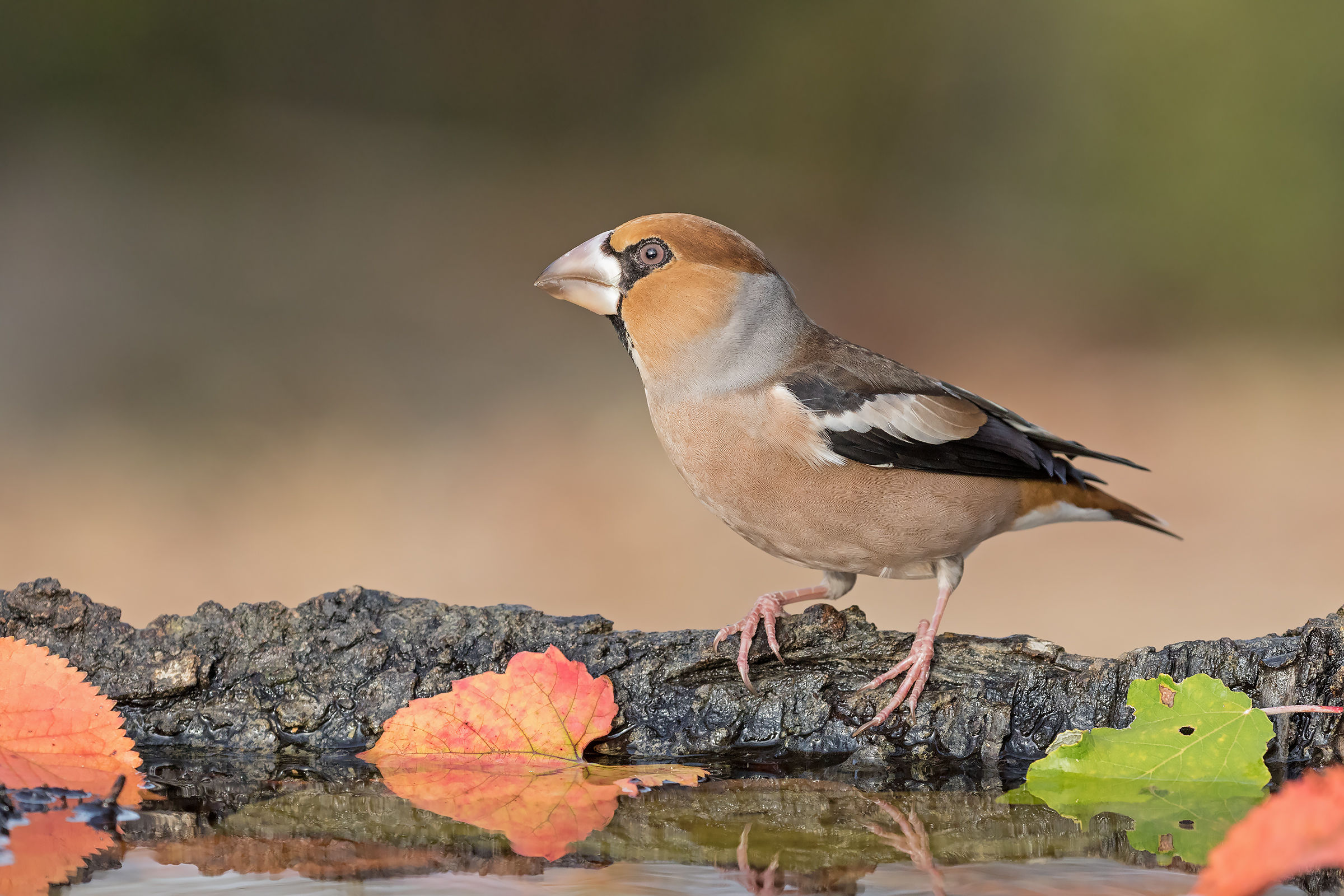 Grosbeak