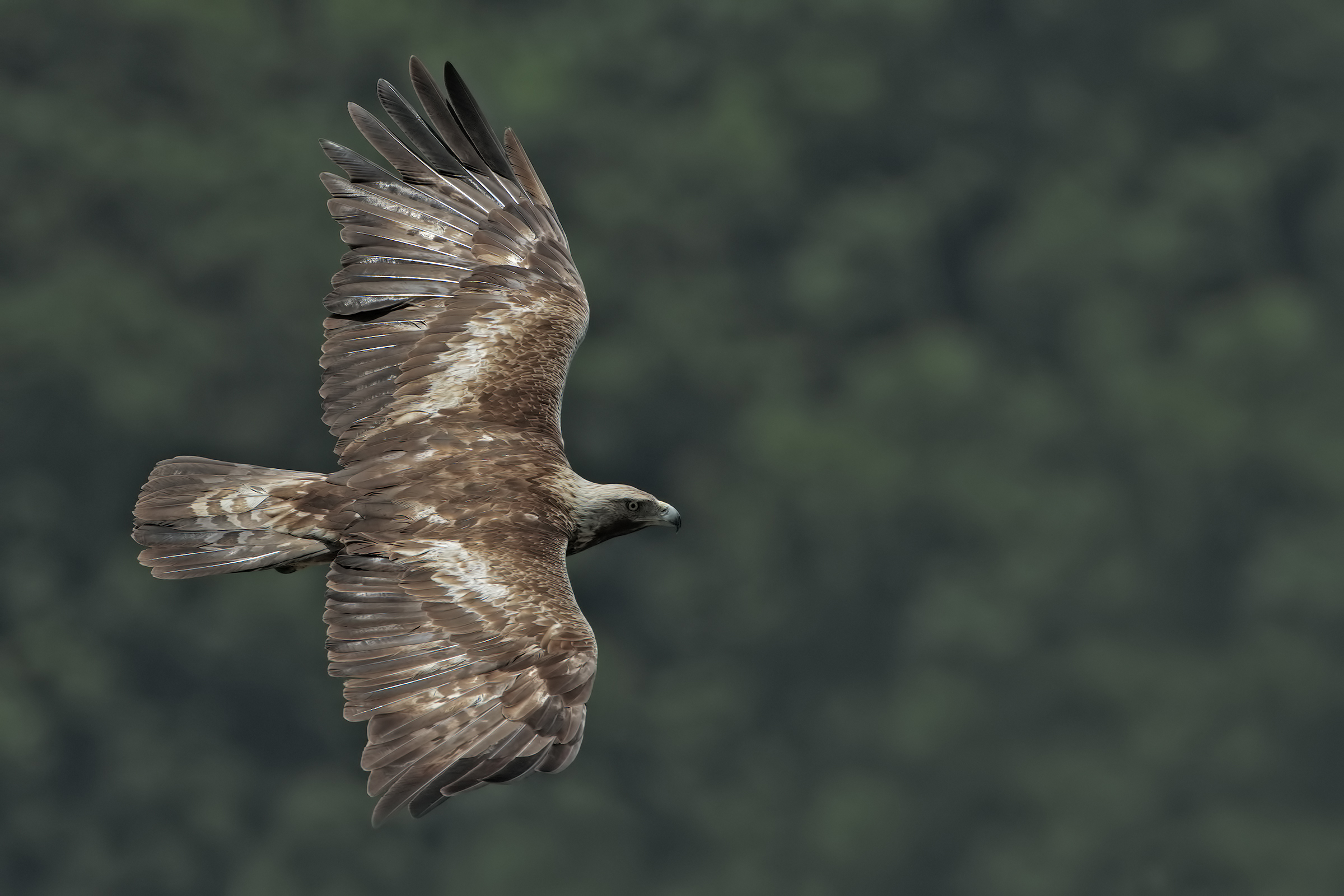Flying with the Golden Eagle