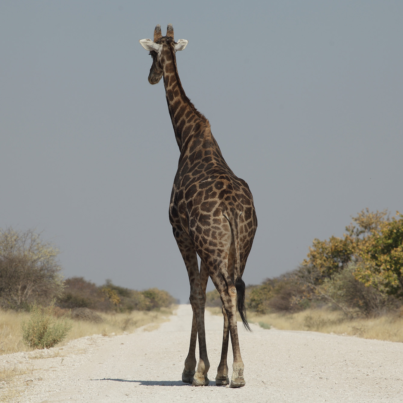 etosha