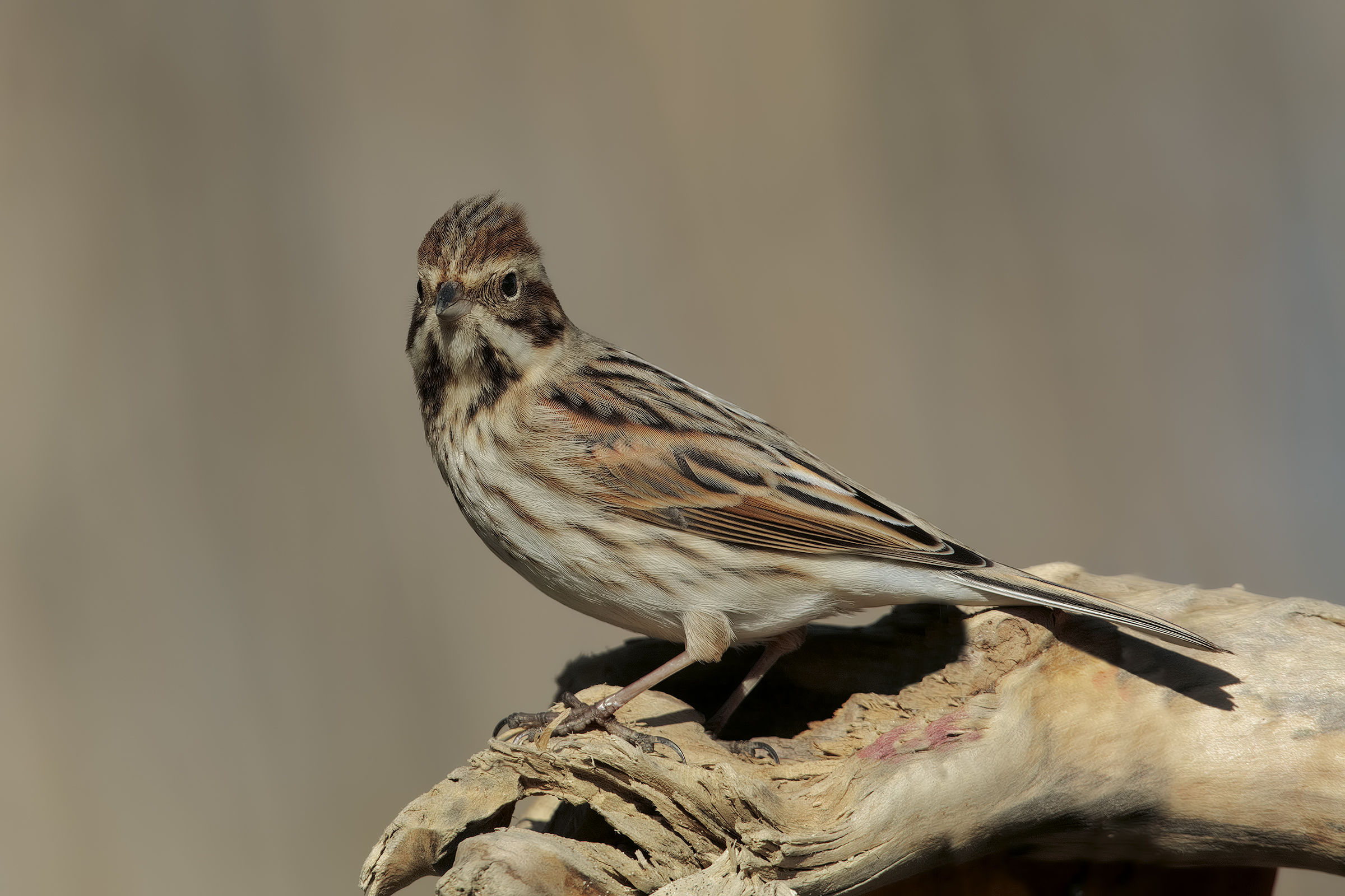 embhè? che hai da guardare....