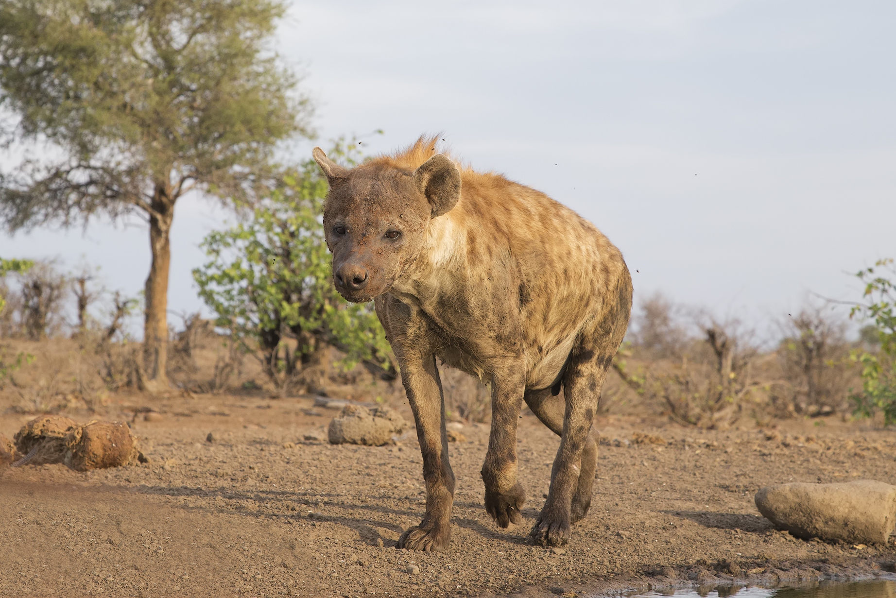 Hyena in step