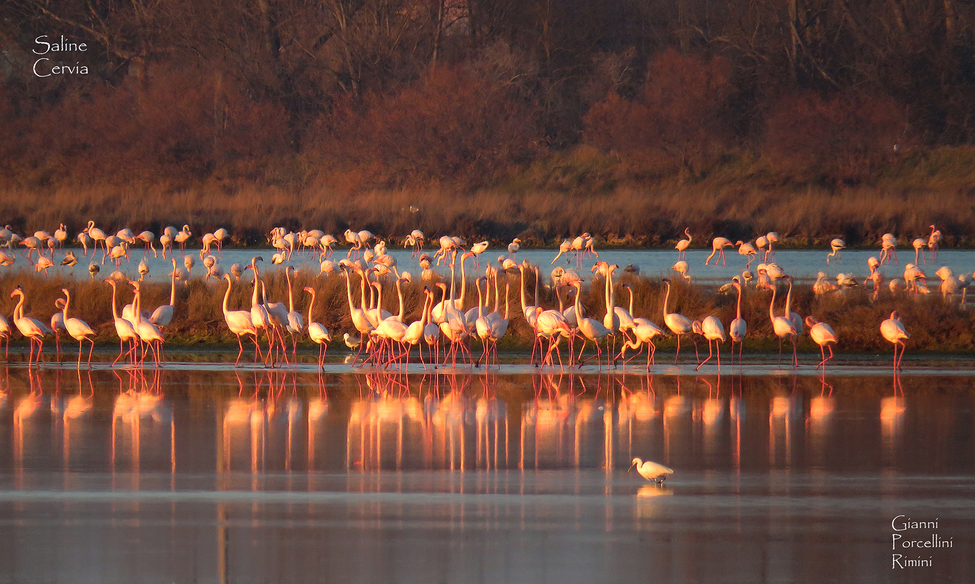 Flamingos at sunset - Saline di Cervia.