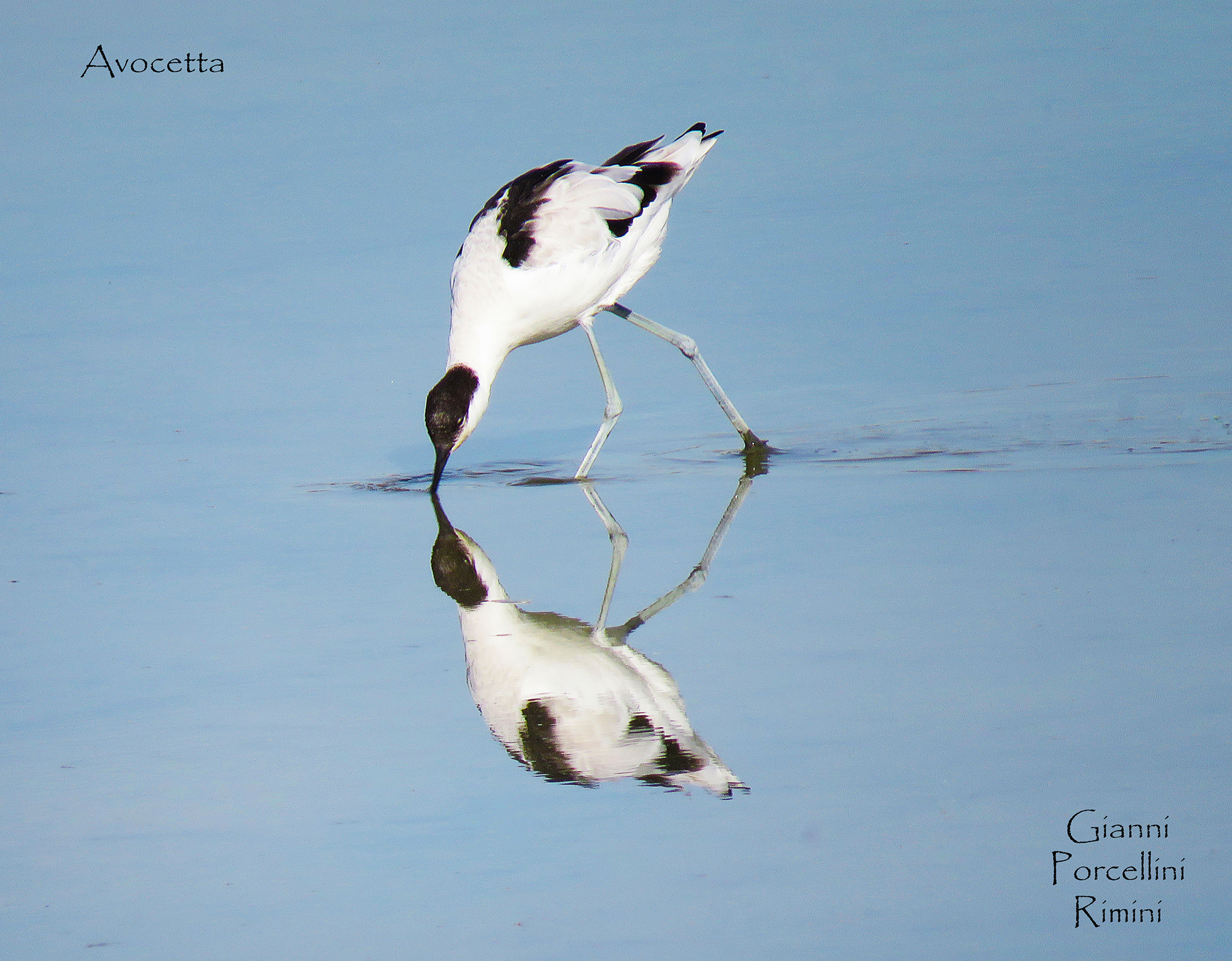 Avocet that is mirrored - Bentivoglio (bo)