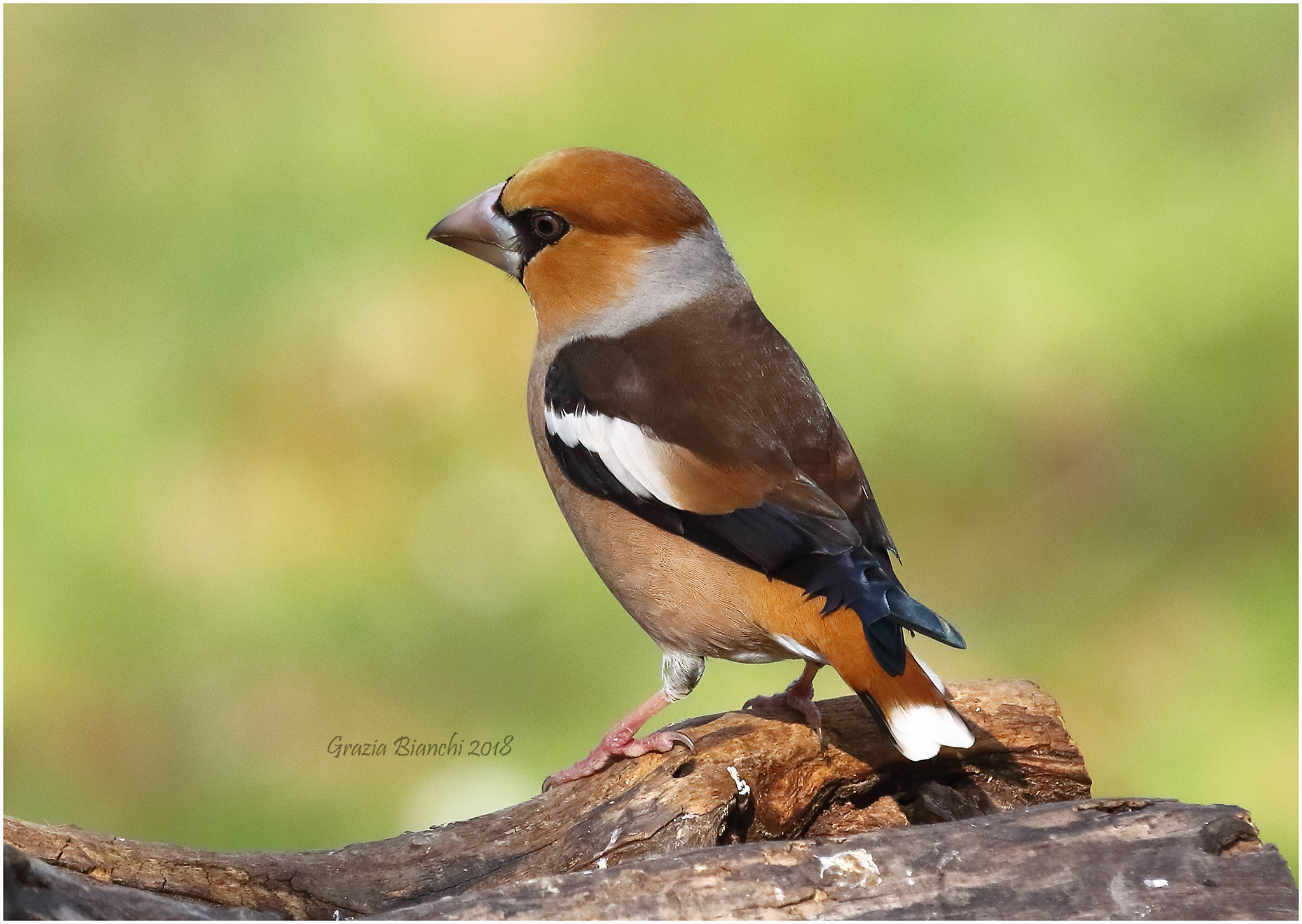 Frosone - Parco della Piana