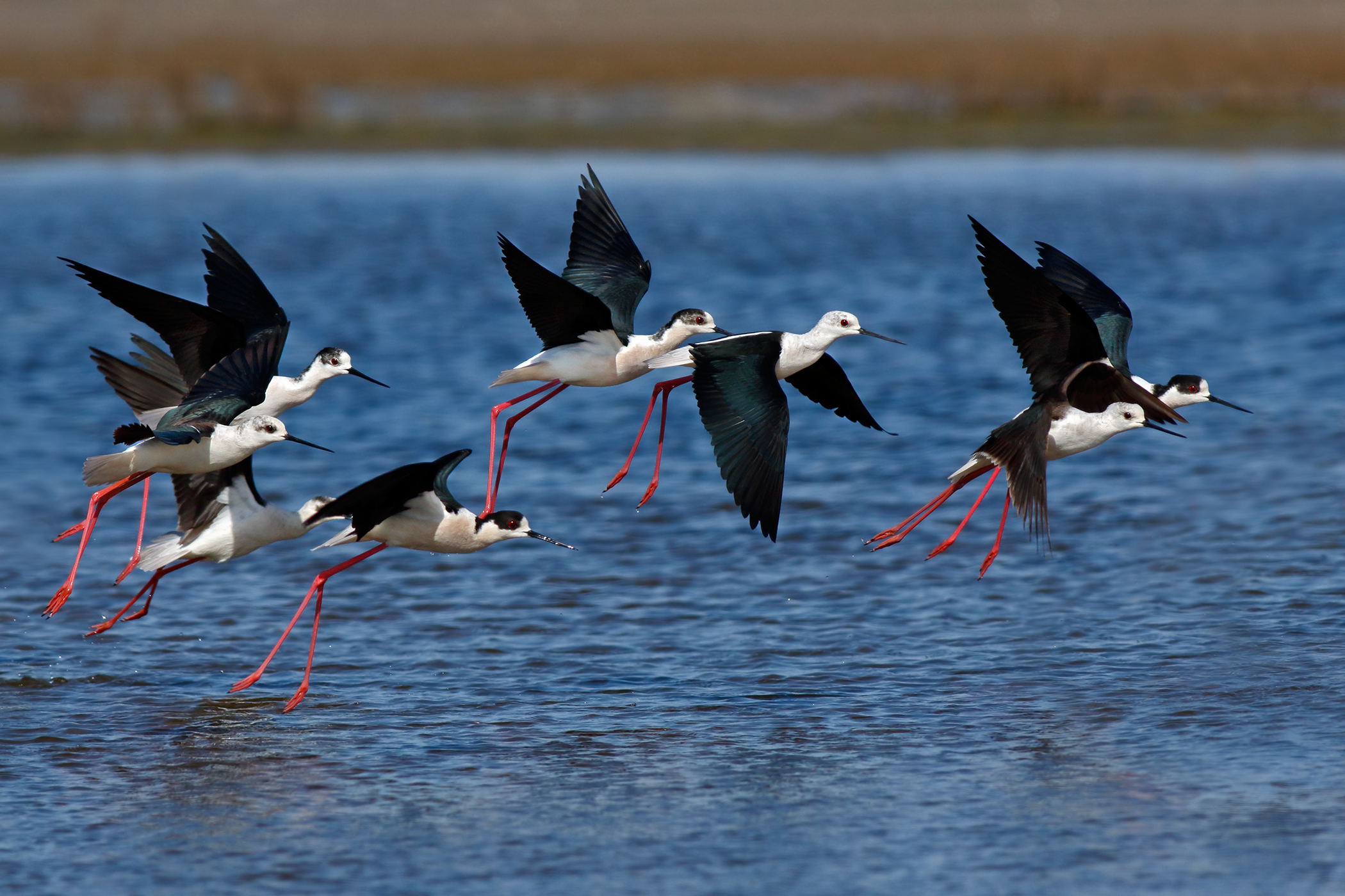 The detachment of the knights of Italy