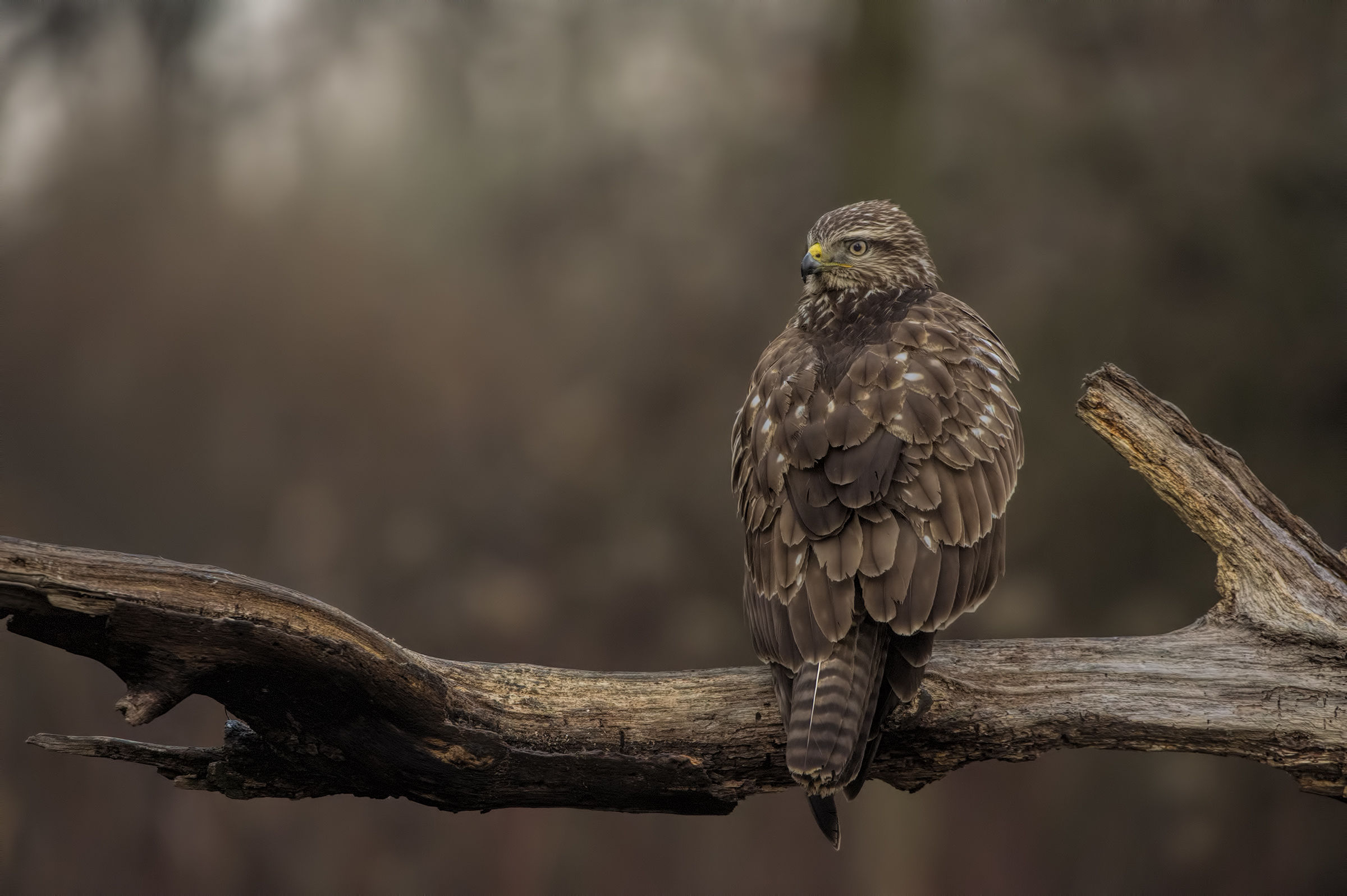 Guardarsi alle spalle