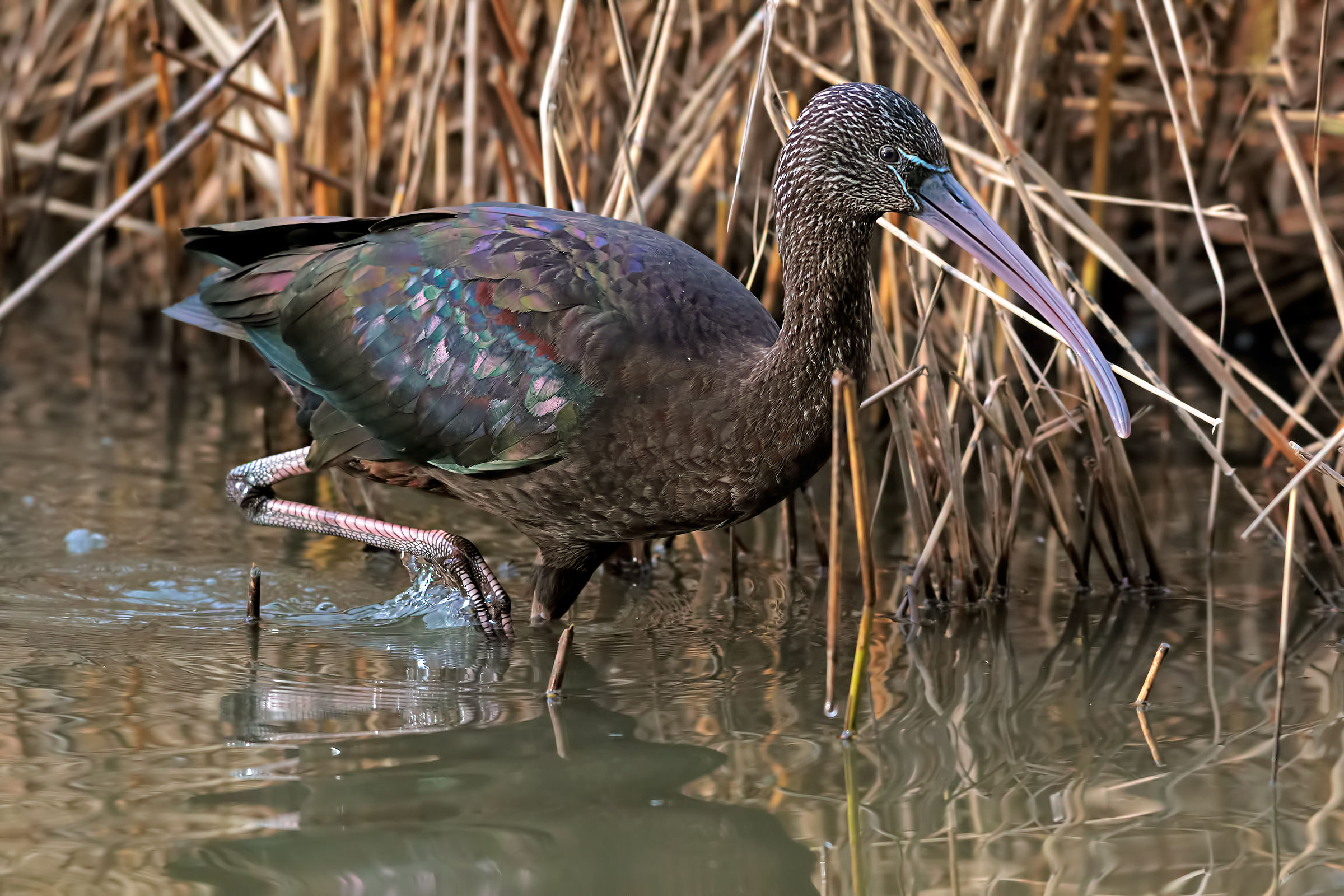 Mignattaio in the reeds