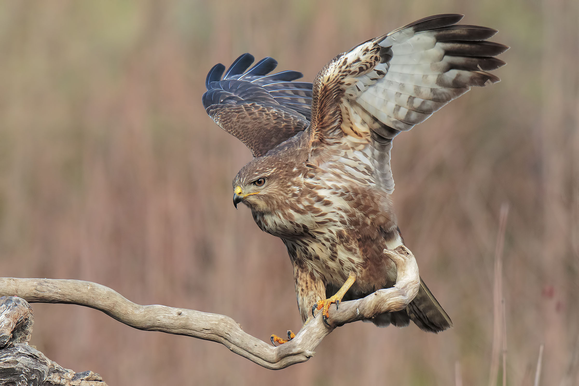 Buzzard