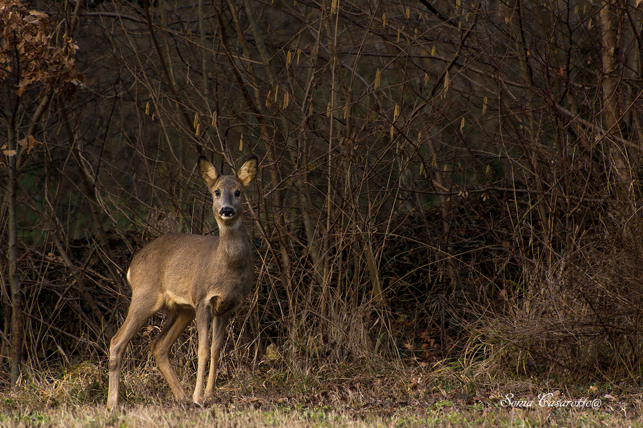 "What are you looking at ... ??"