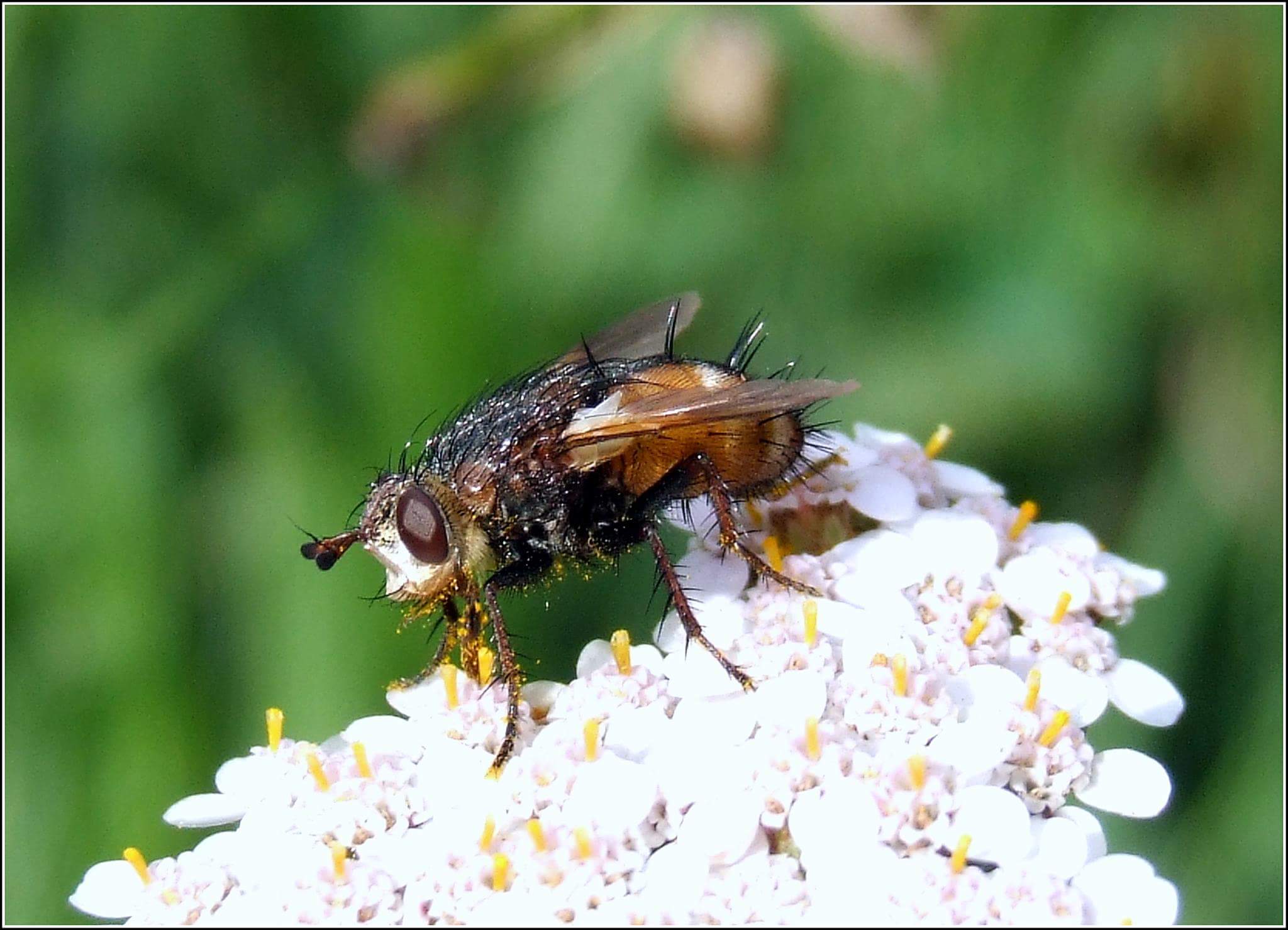 "Tachina magnicornis" female ...