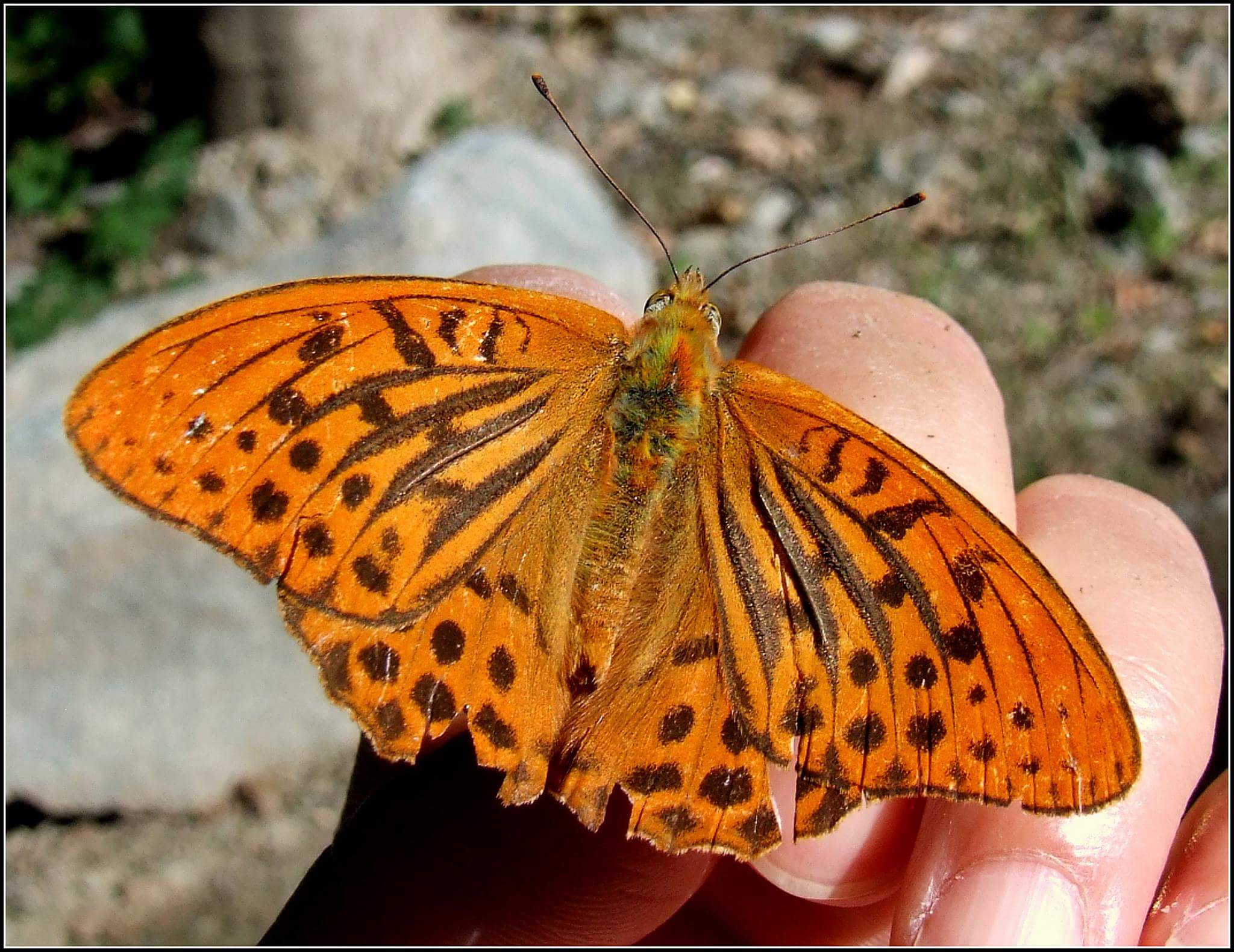 "Argynnis paphia" male ...