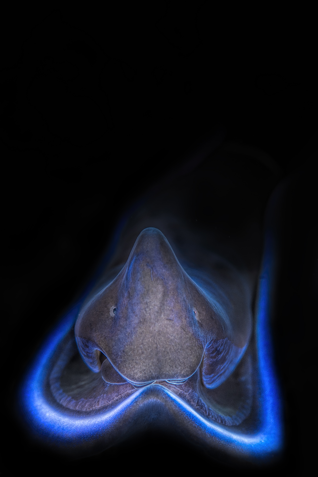 Tubulophilinopsis gardineri