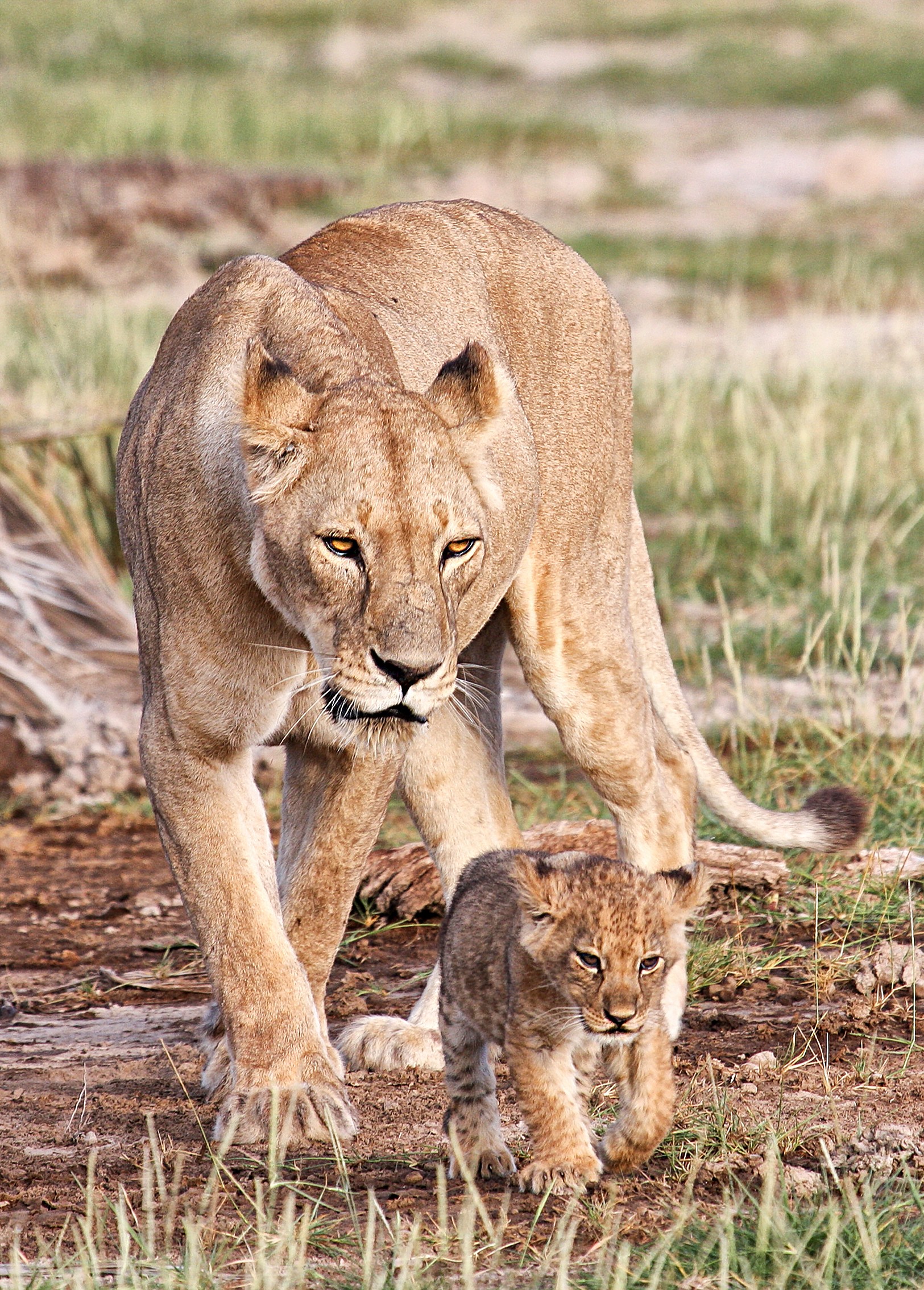 Lioness with cub