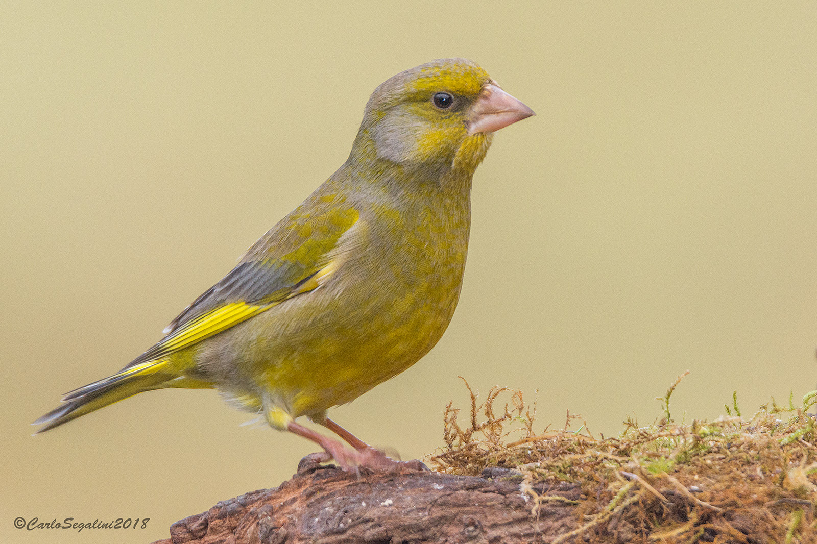 Male greenback visiting the manger