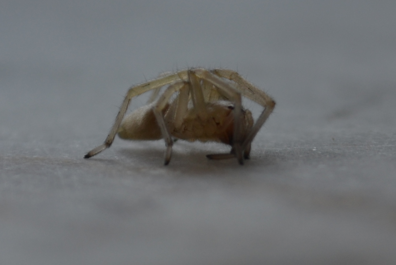 Cheiracanthium mildei