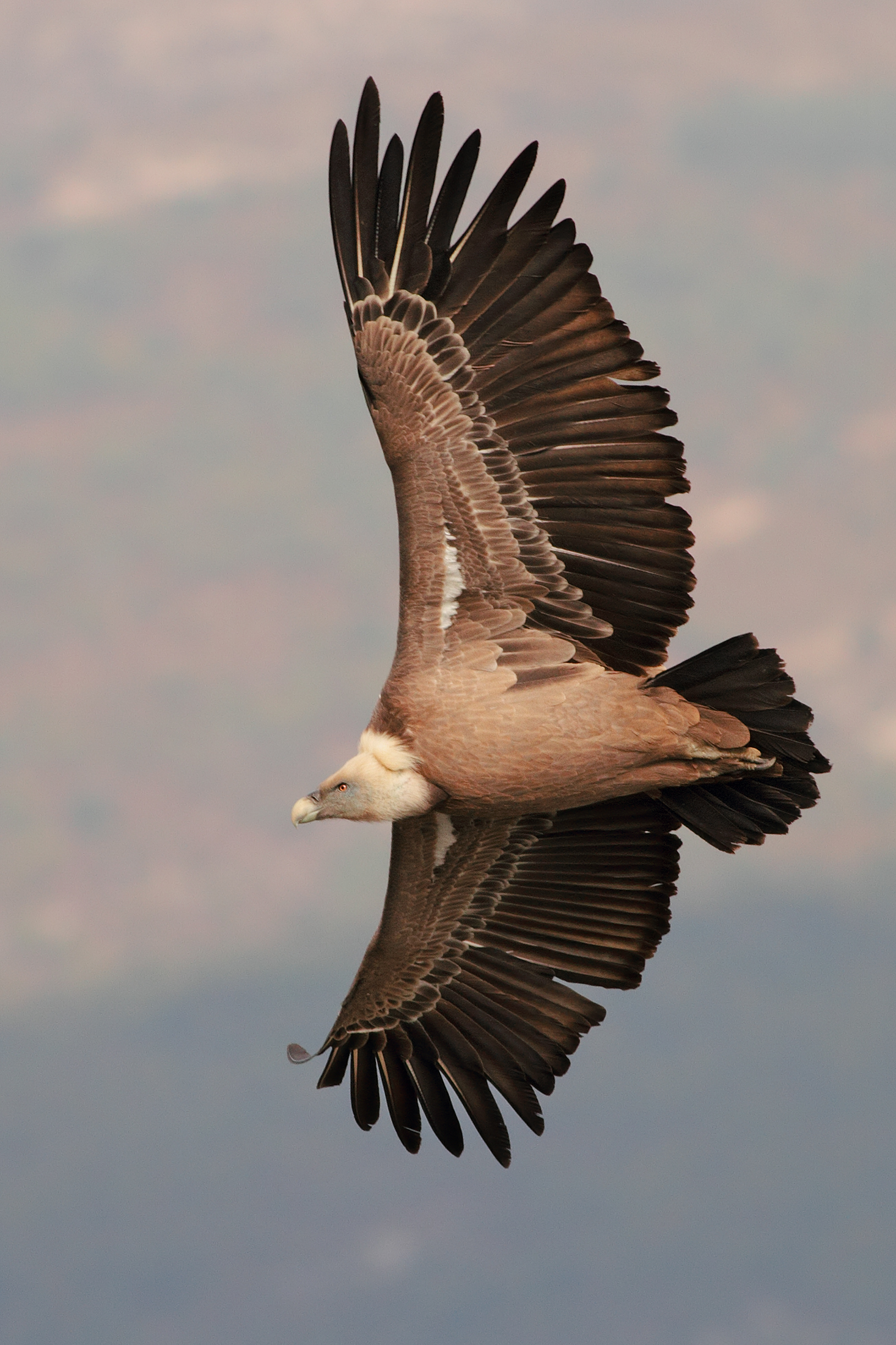 Vautour fauve qui tourne.......