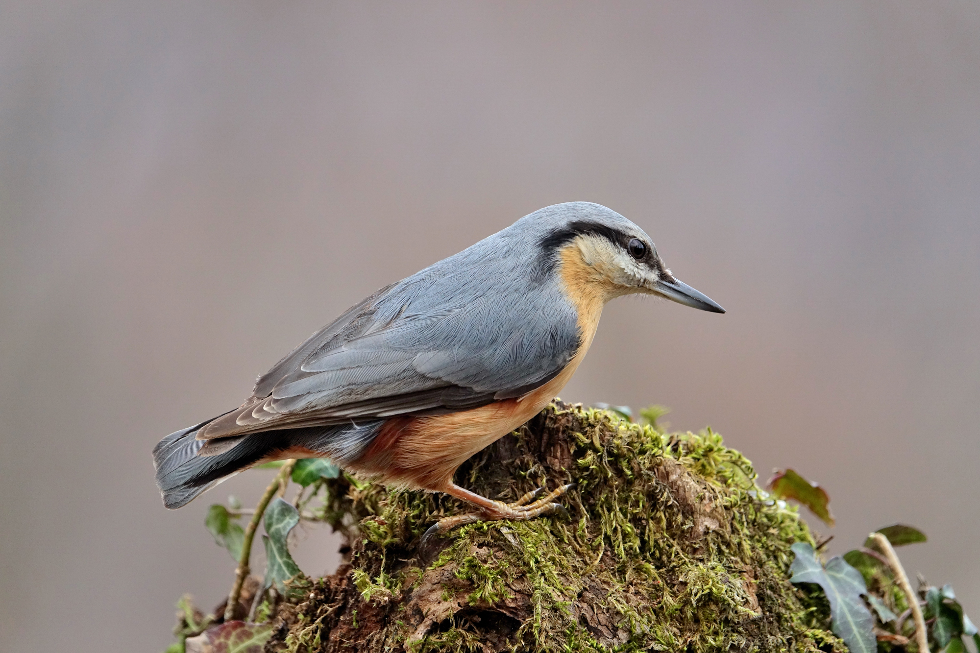 Nuthatch