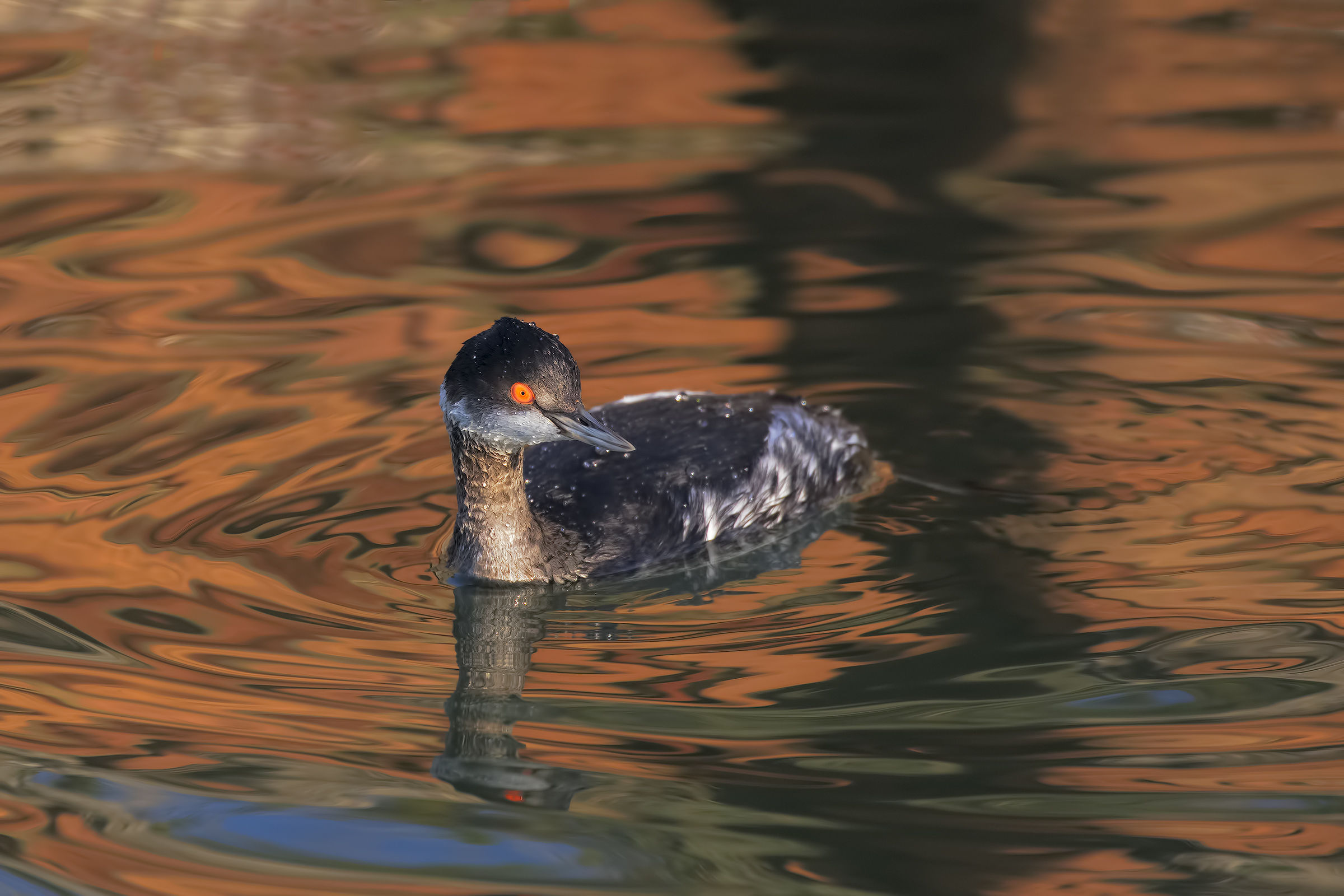 Small grebe in the Golden Sea