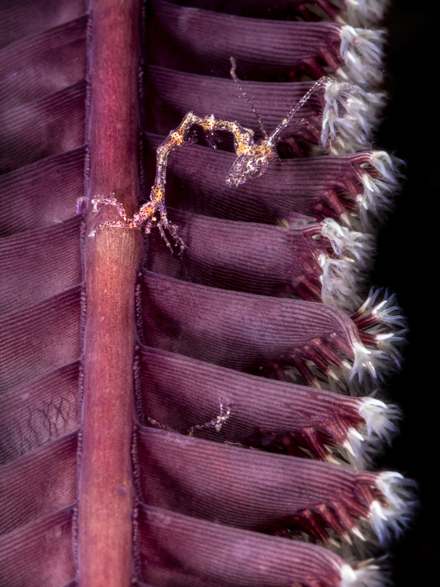 La pennatula e lo scheletro