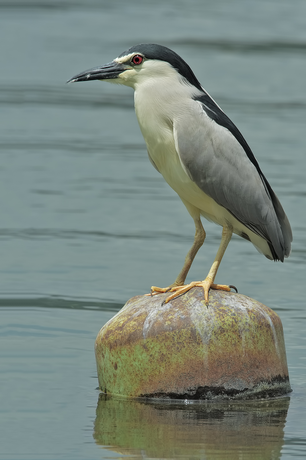 Night Heron